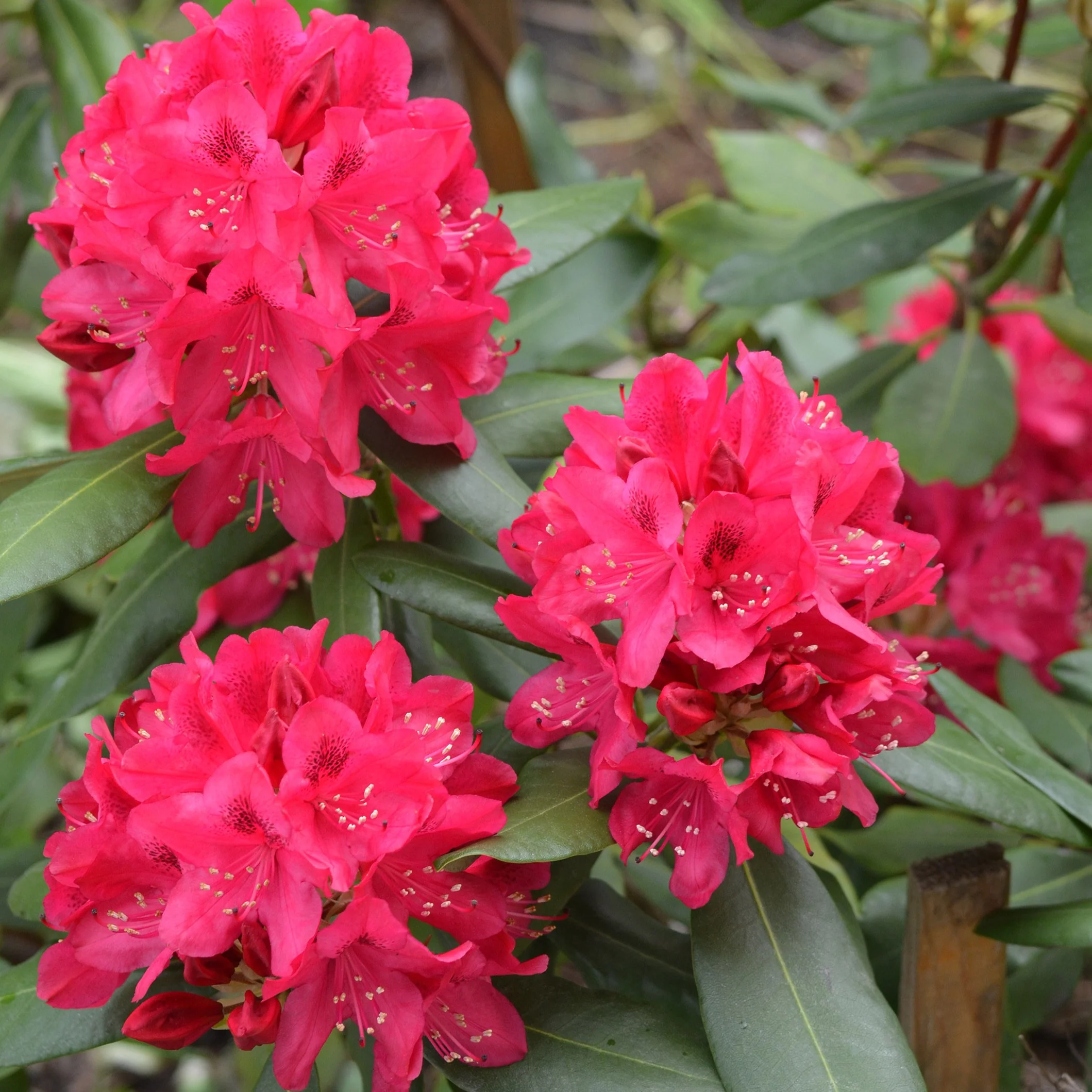 Rhododendron 'Nova Zembla' - Image 2