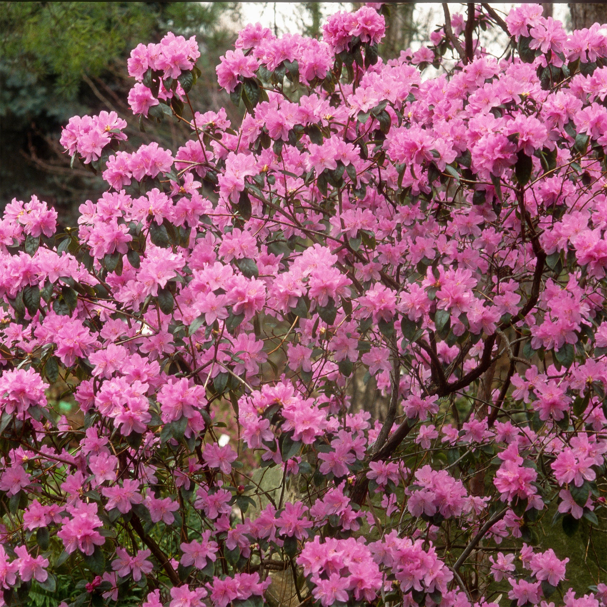 Rhododendron 'Praecox'