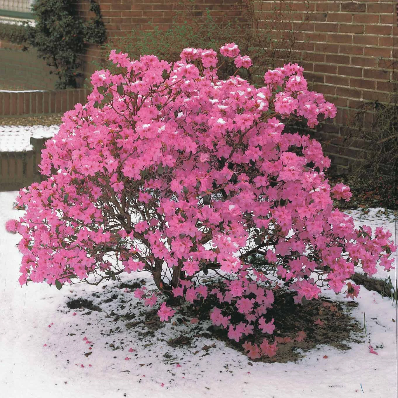 Rhododendron 'Praecox' - Image 2