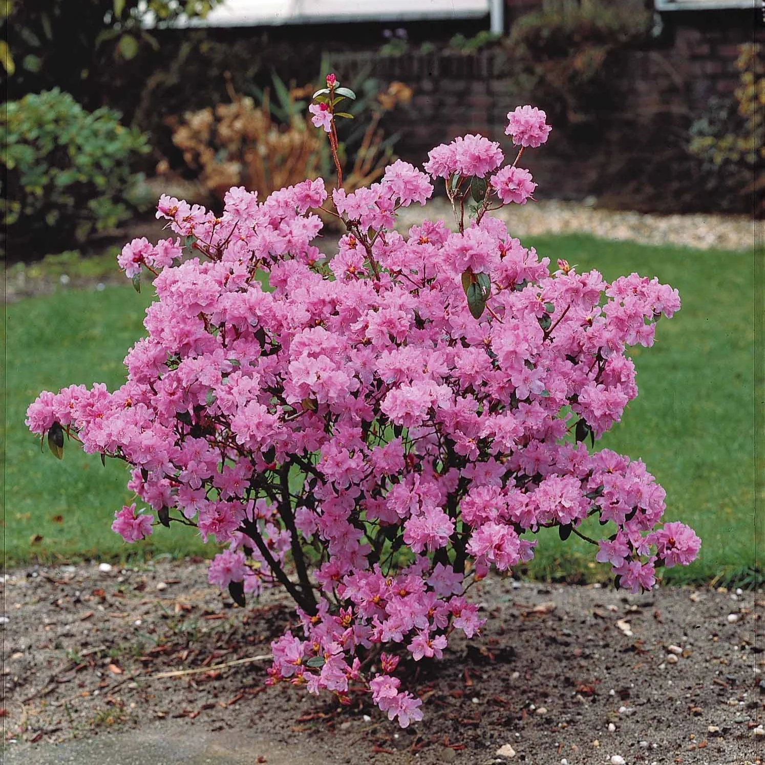 Rhododendron 'Praecox' - Image 3