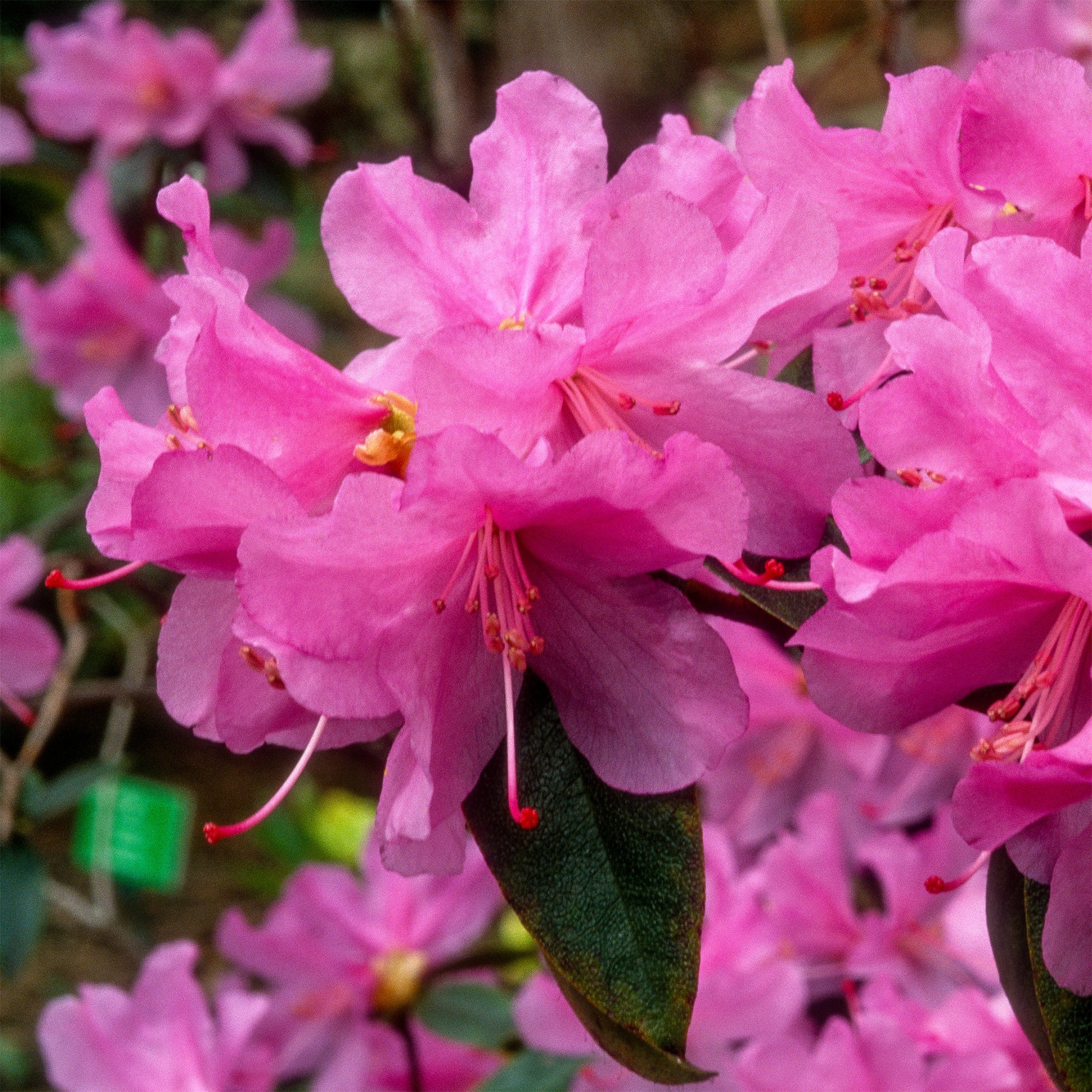 Rhododendron 'Praecox' - Image 4