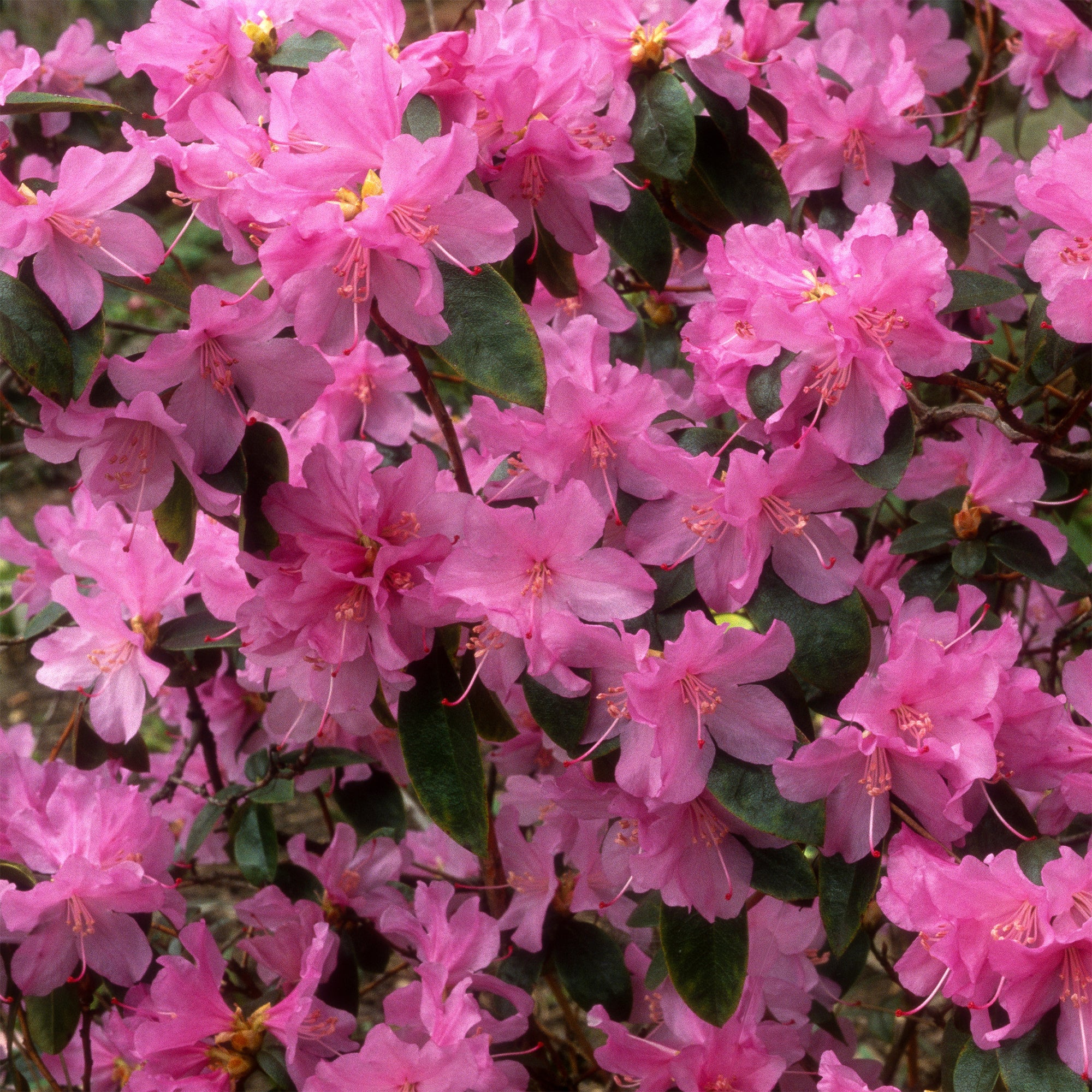 Rhododendron 'Praecox' - Image 5