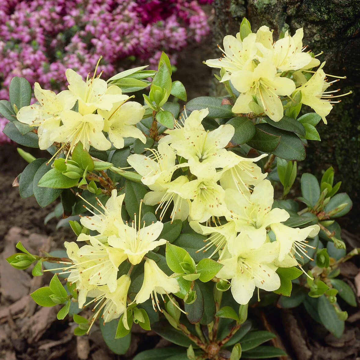 Rhododendron 'Prinses Anne'