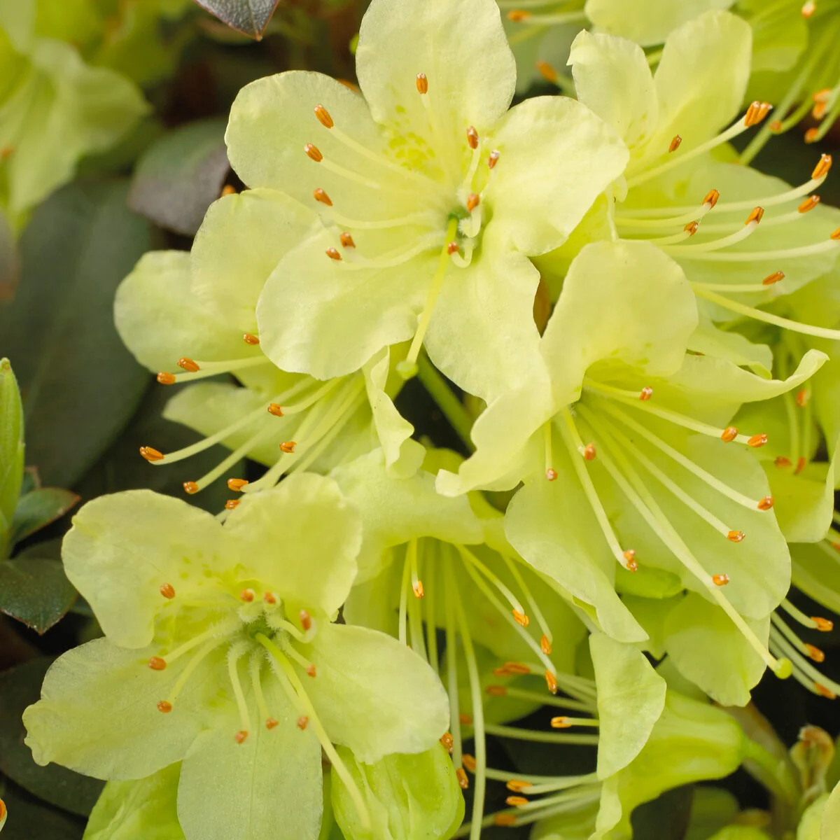 Rhododendron 'Prinses Anne' - Image 2