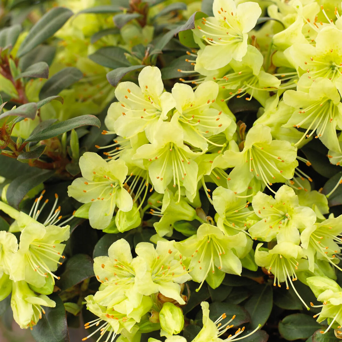 Rhododendron 'Prinses Anne' - Image 3