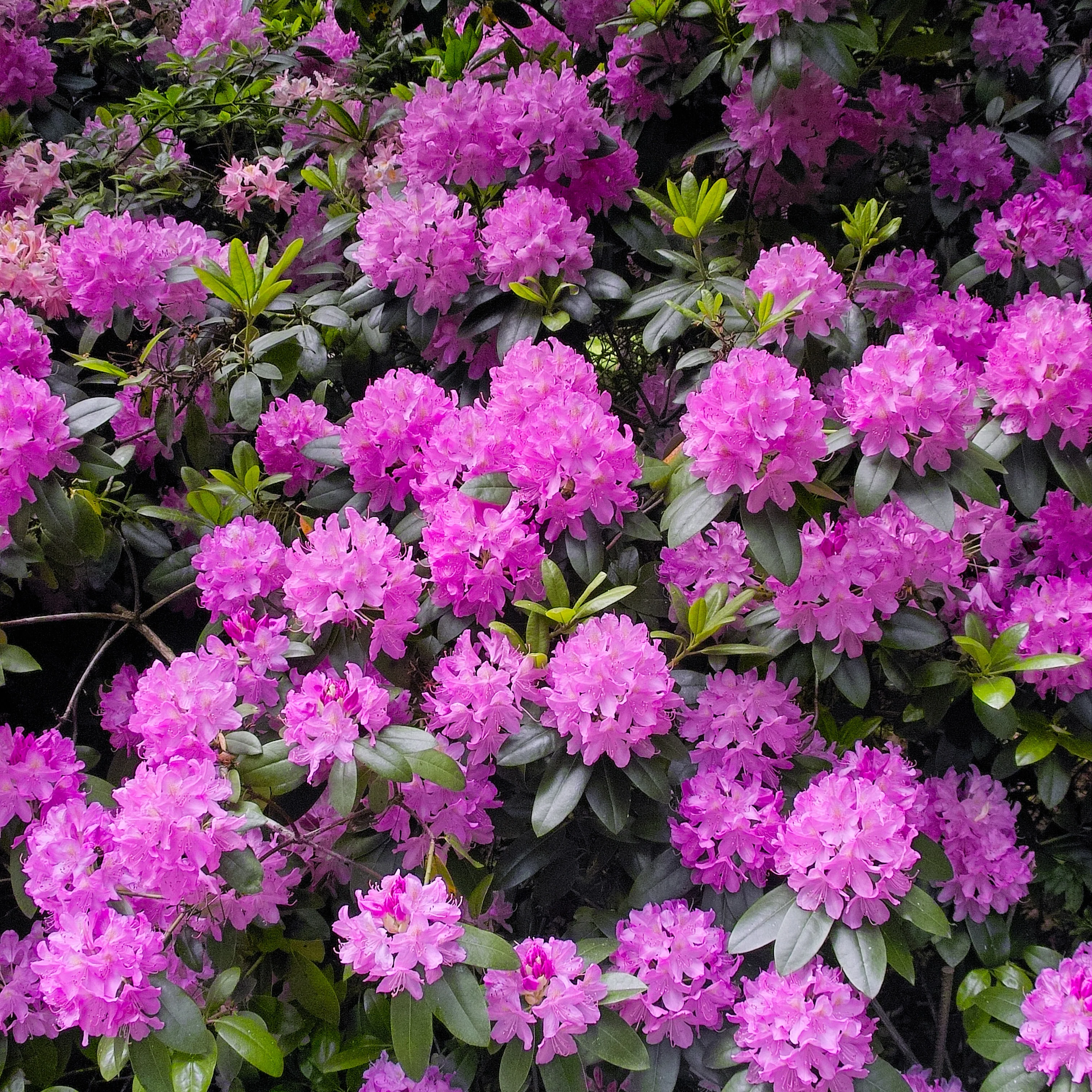 Miniatuur 2