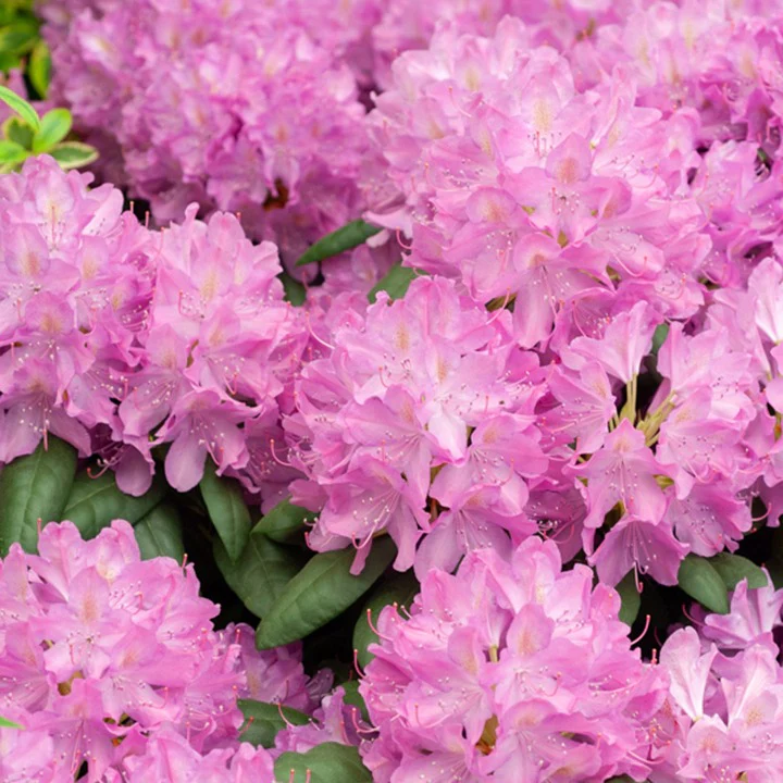 Rhododendron 'Roseum Elegans' - Image 3