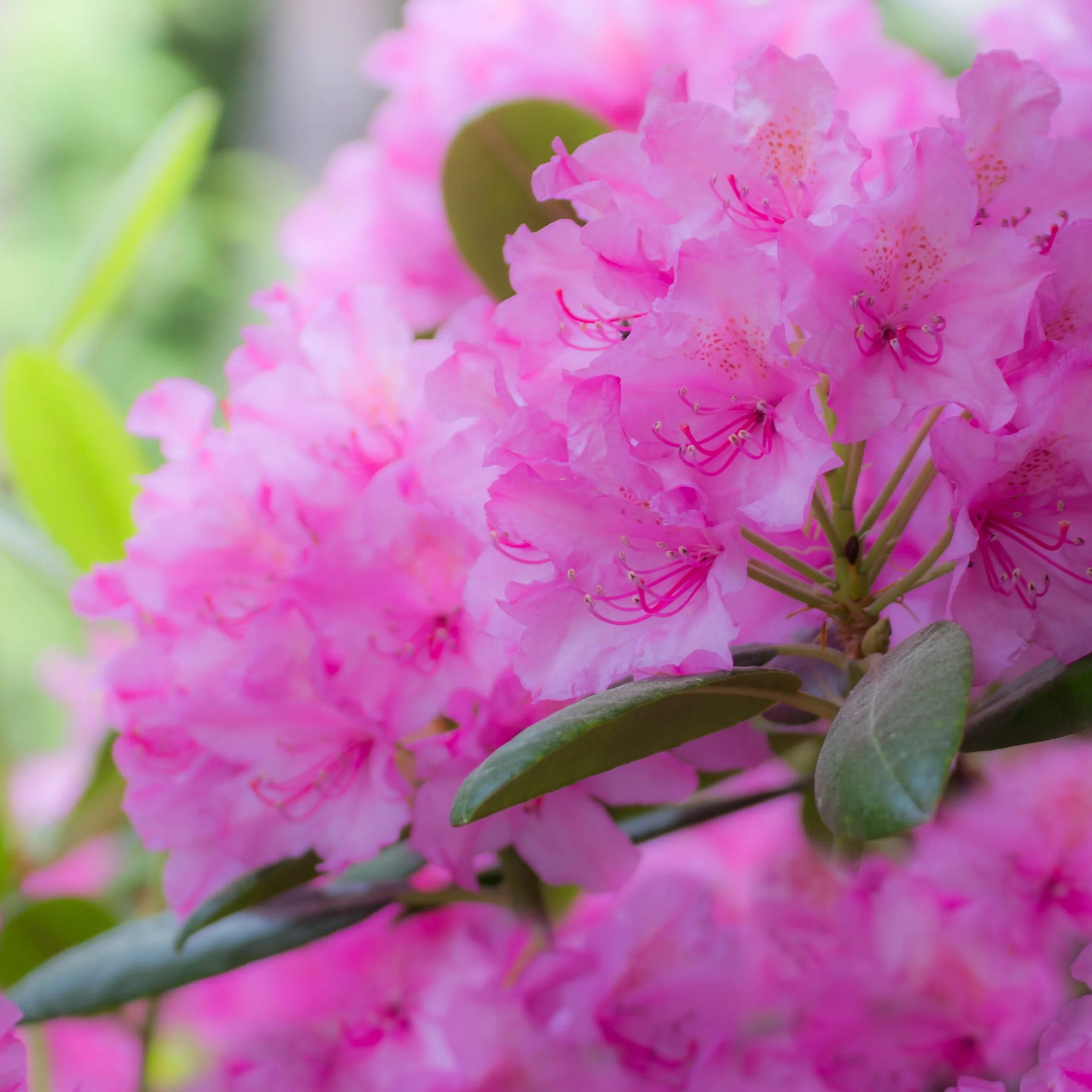 Rhododendron 'Roseum Elegans' - Image 4