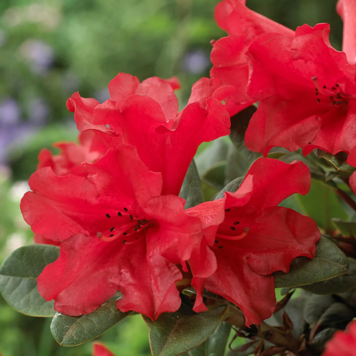 Rhododendron 'Scarlet Wonder' - Image 2