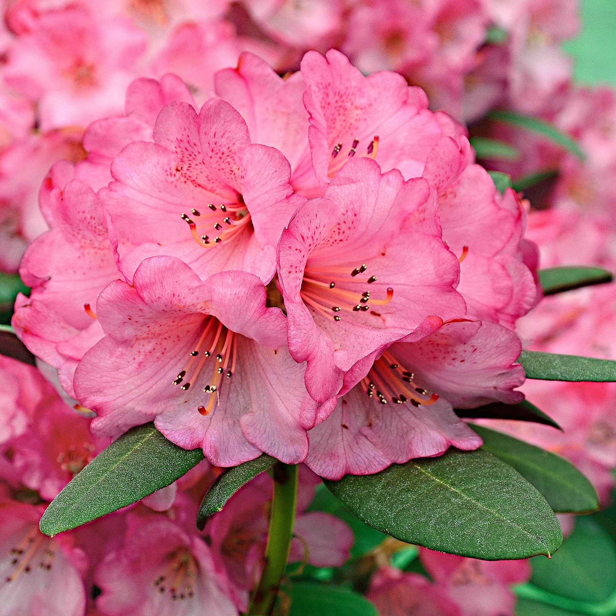 Rhododendron 'Wine & Roses'