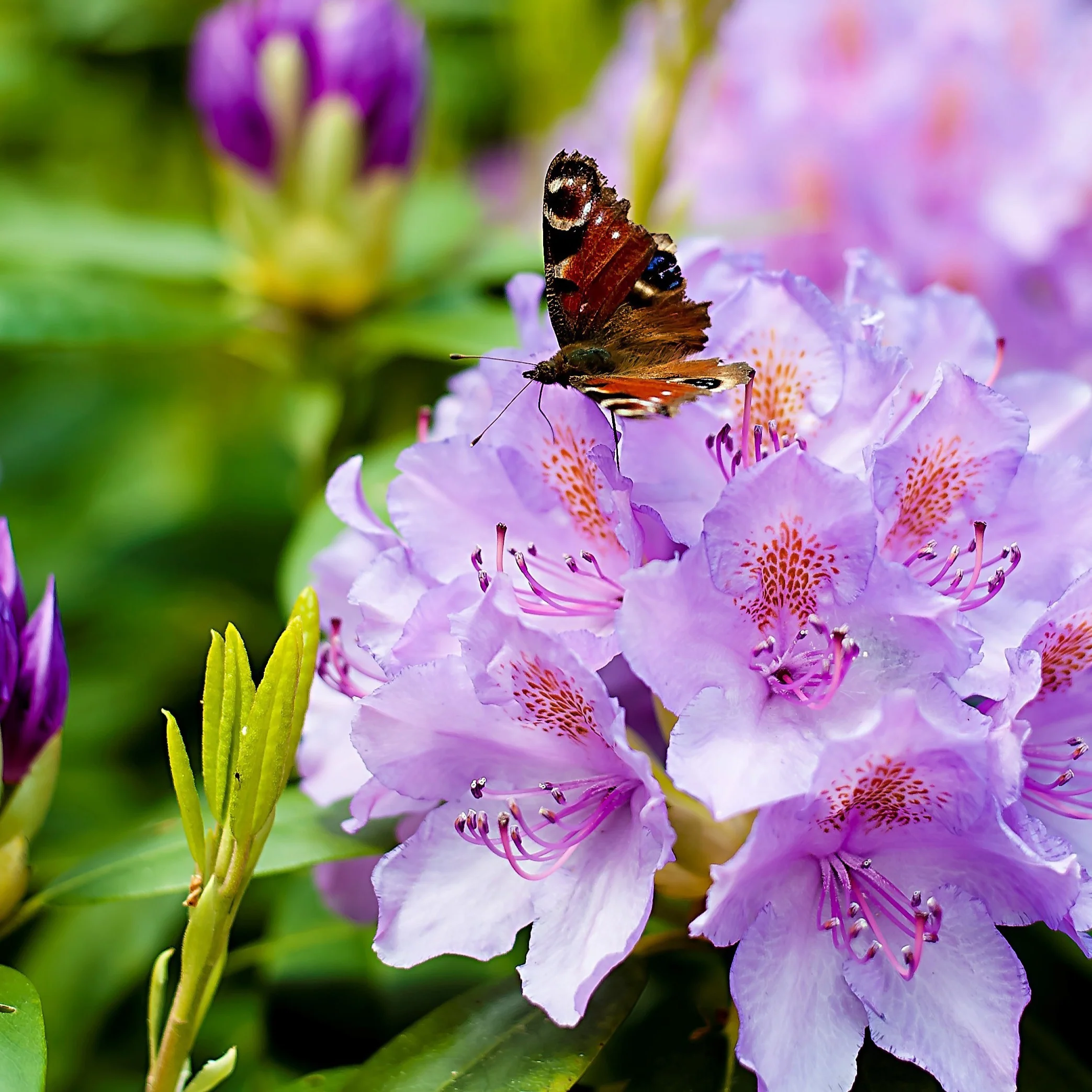 Rhododendron 'Winterhard' - Image 3