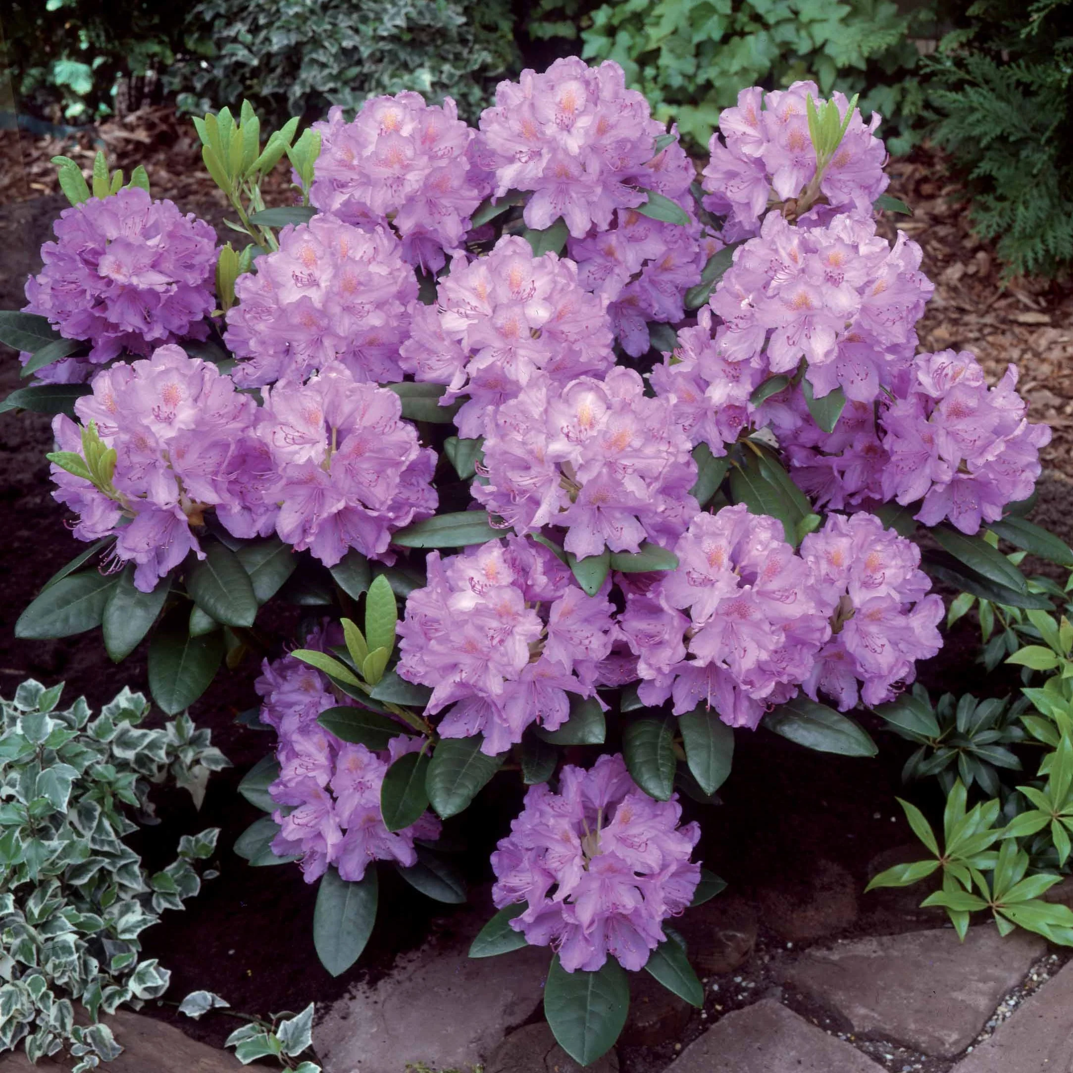Rhododendron 'Winterhard' - Image 4