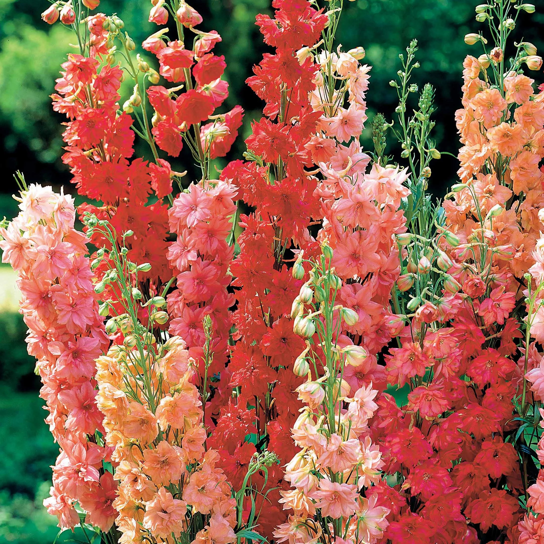 Ridderspoor Mix - rood (x3)