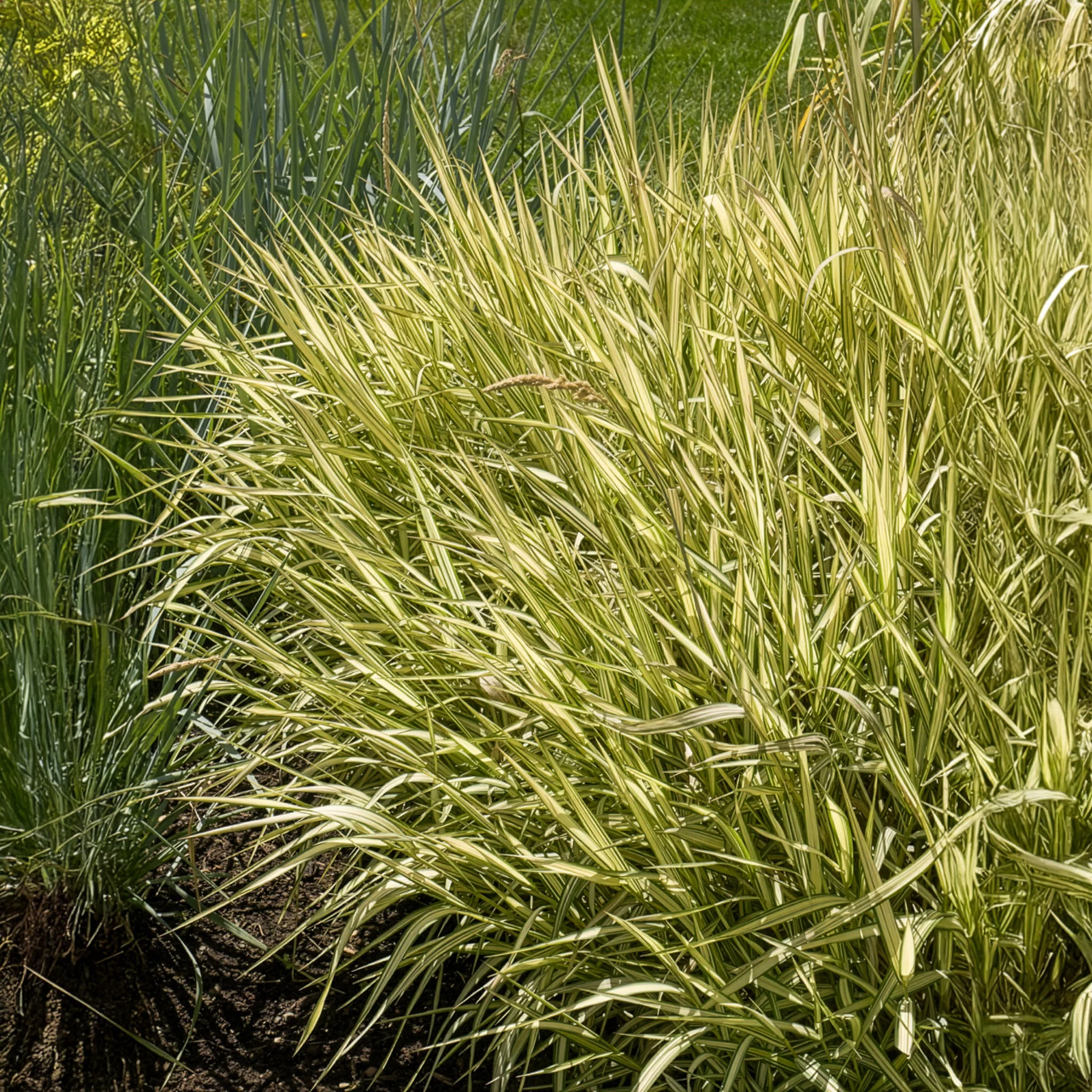 Rietgras Feesey - Image 5