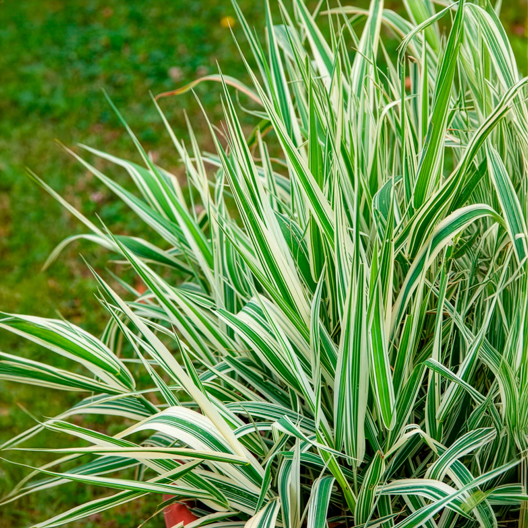 Rietgras Picta - Image 3
