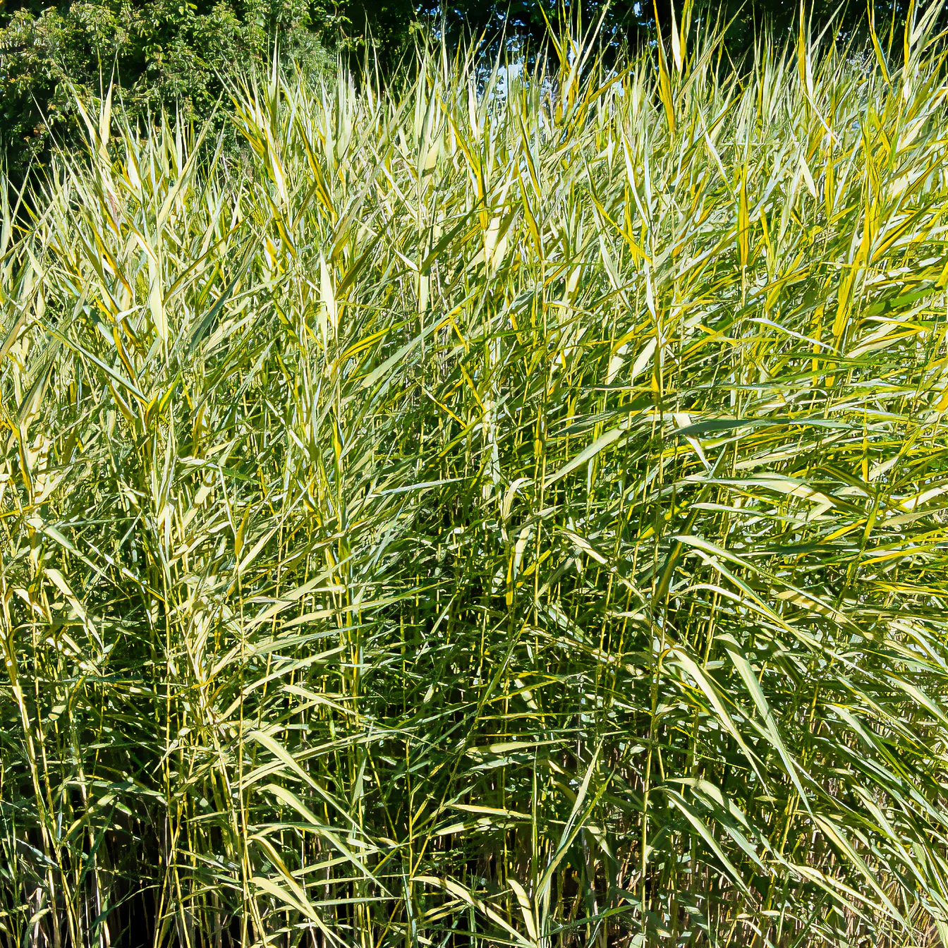 Rietgras Variegatus