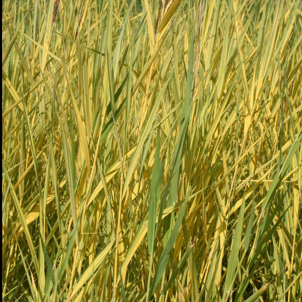Rietgras Variegatus - Image 2