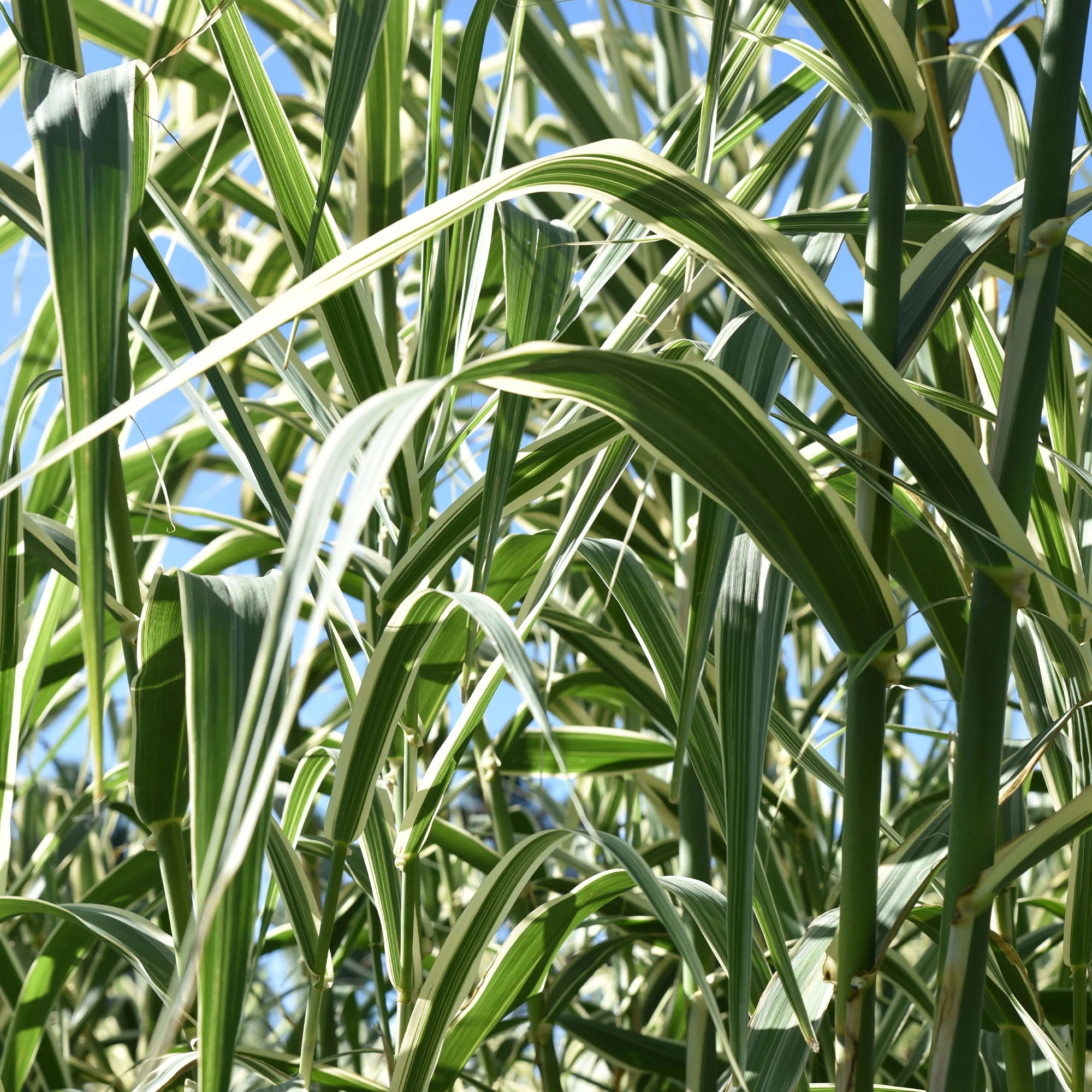 Rietgras Variegatus - Image 3