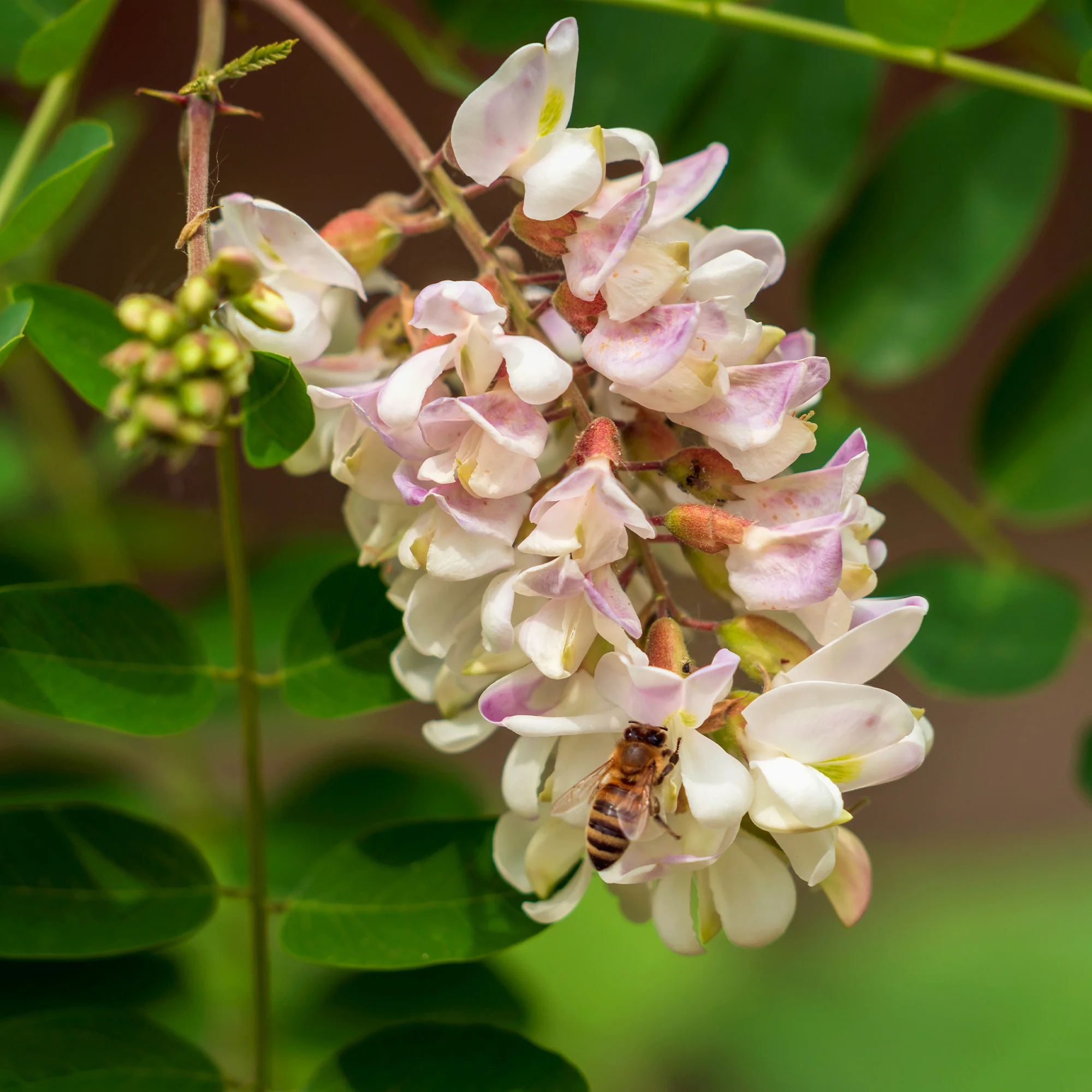 Robinia - Image 3
