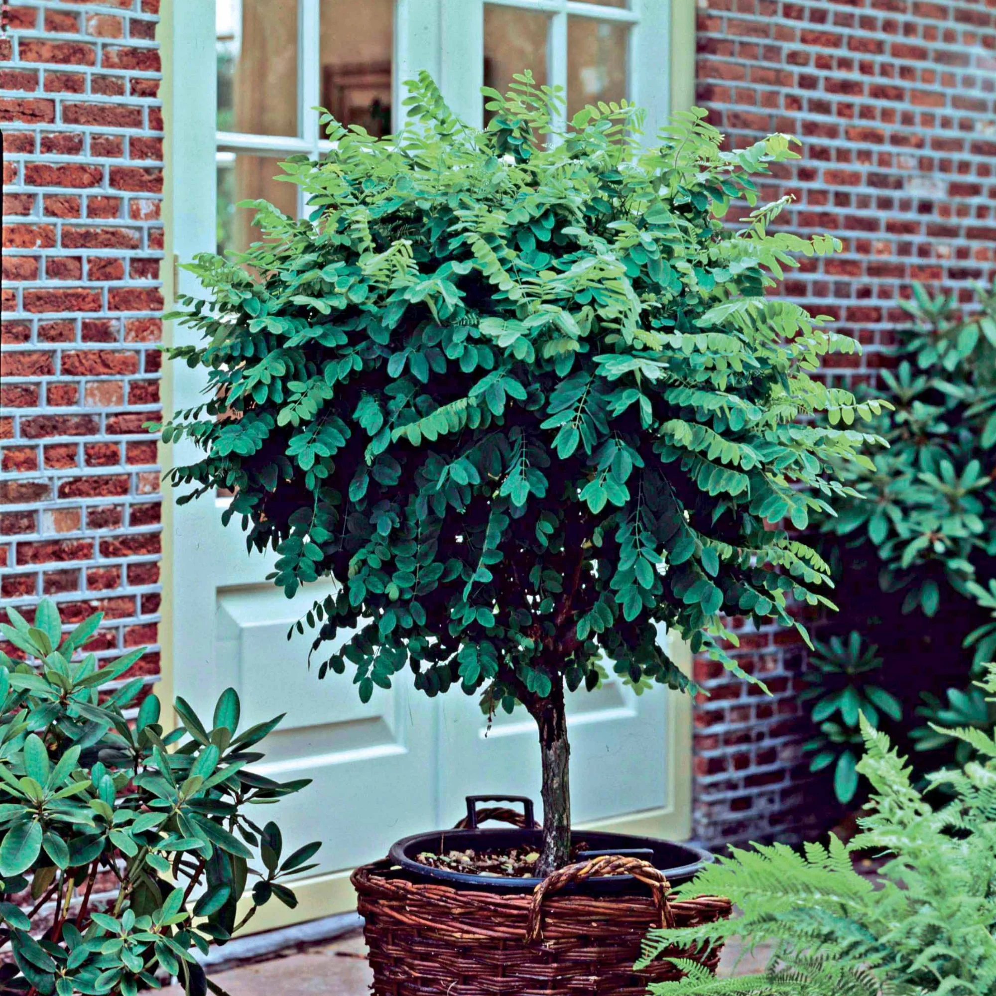 Robinia op stam - Image 2