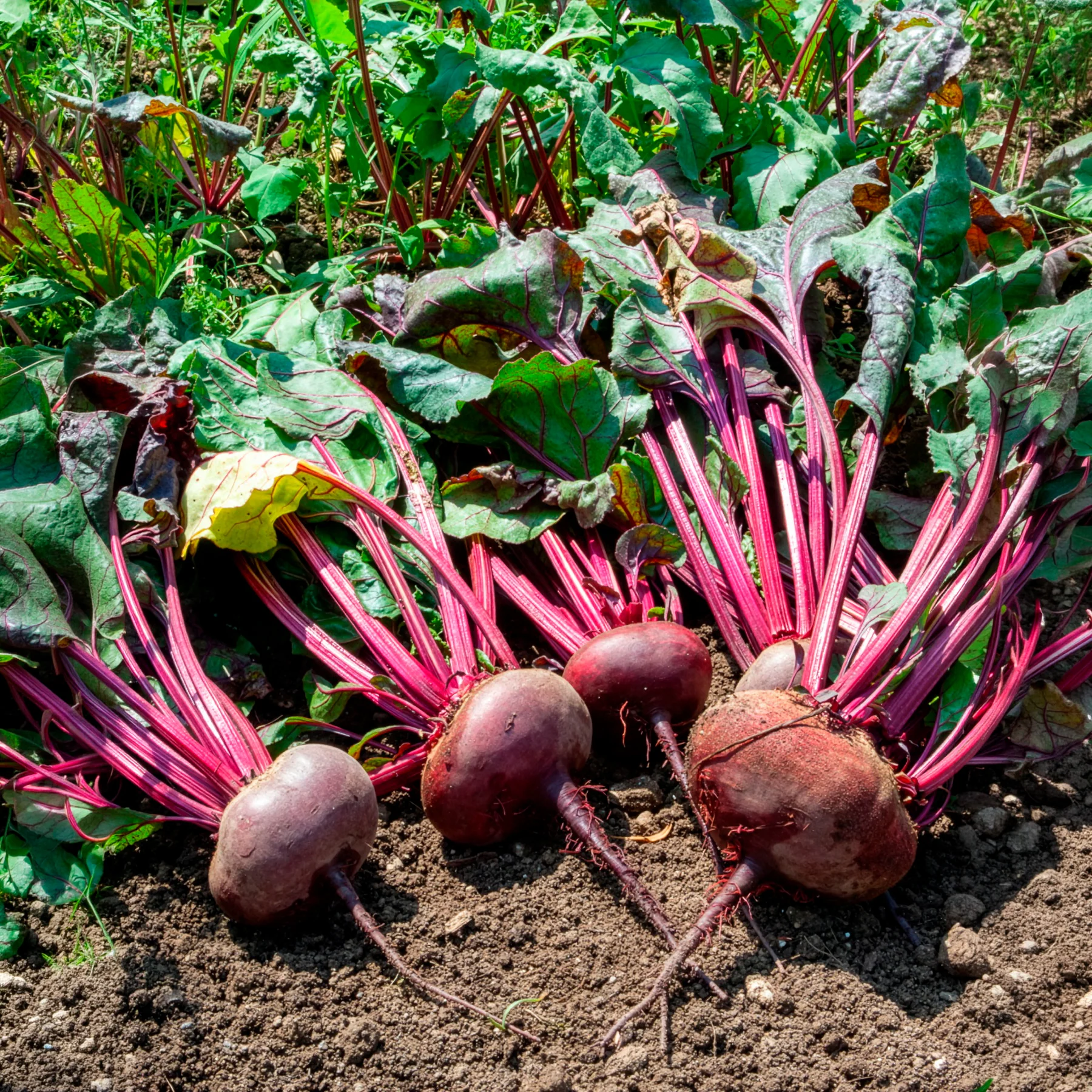 Miniatuur 2