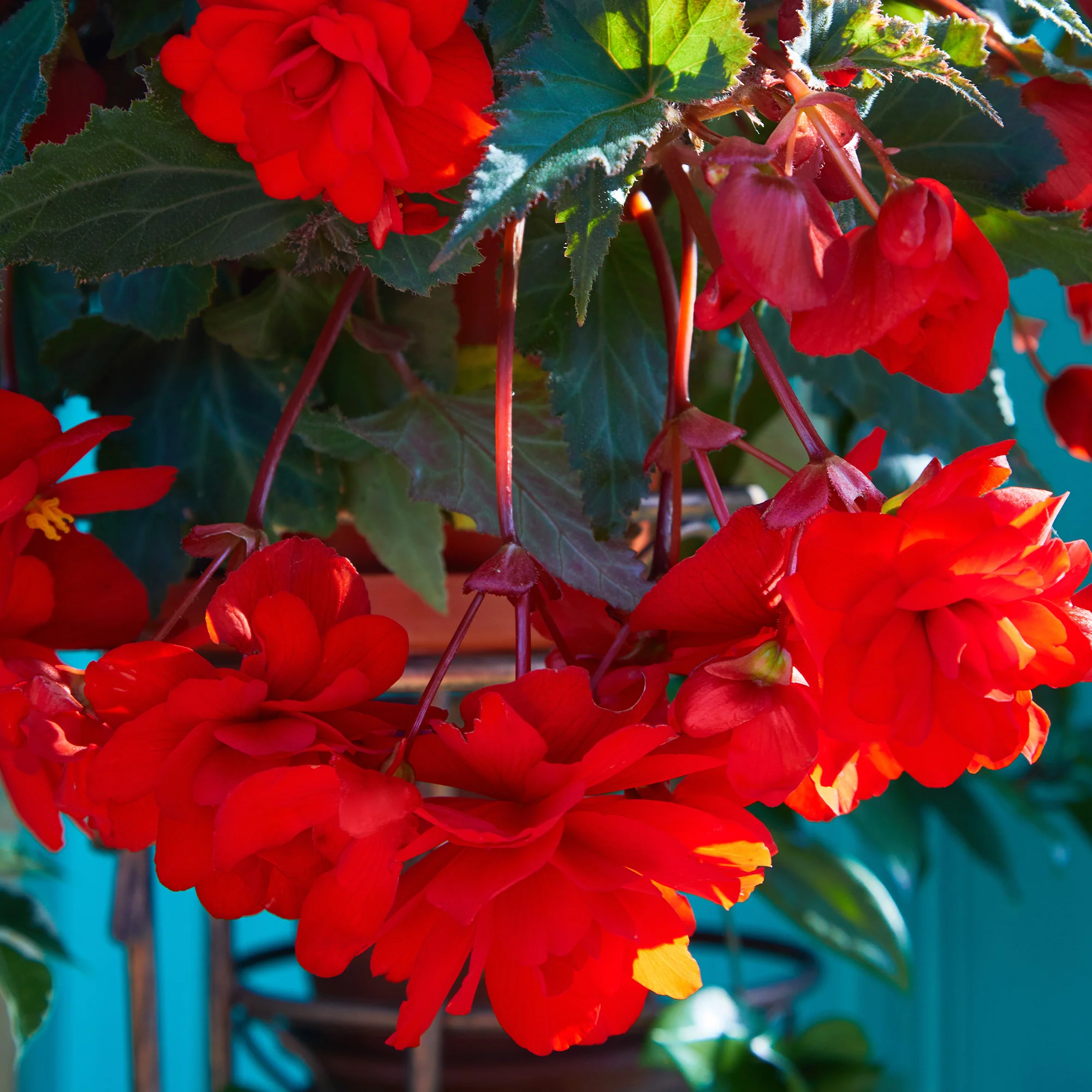 Rode hangbegonia