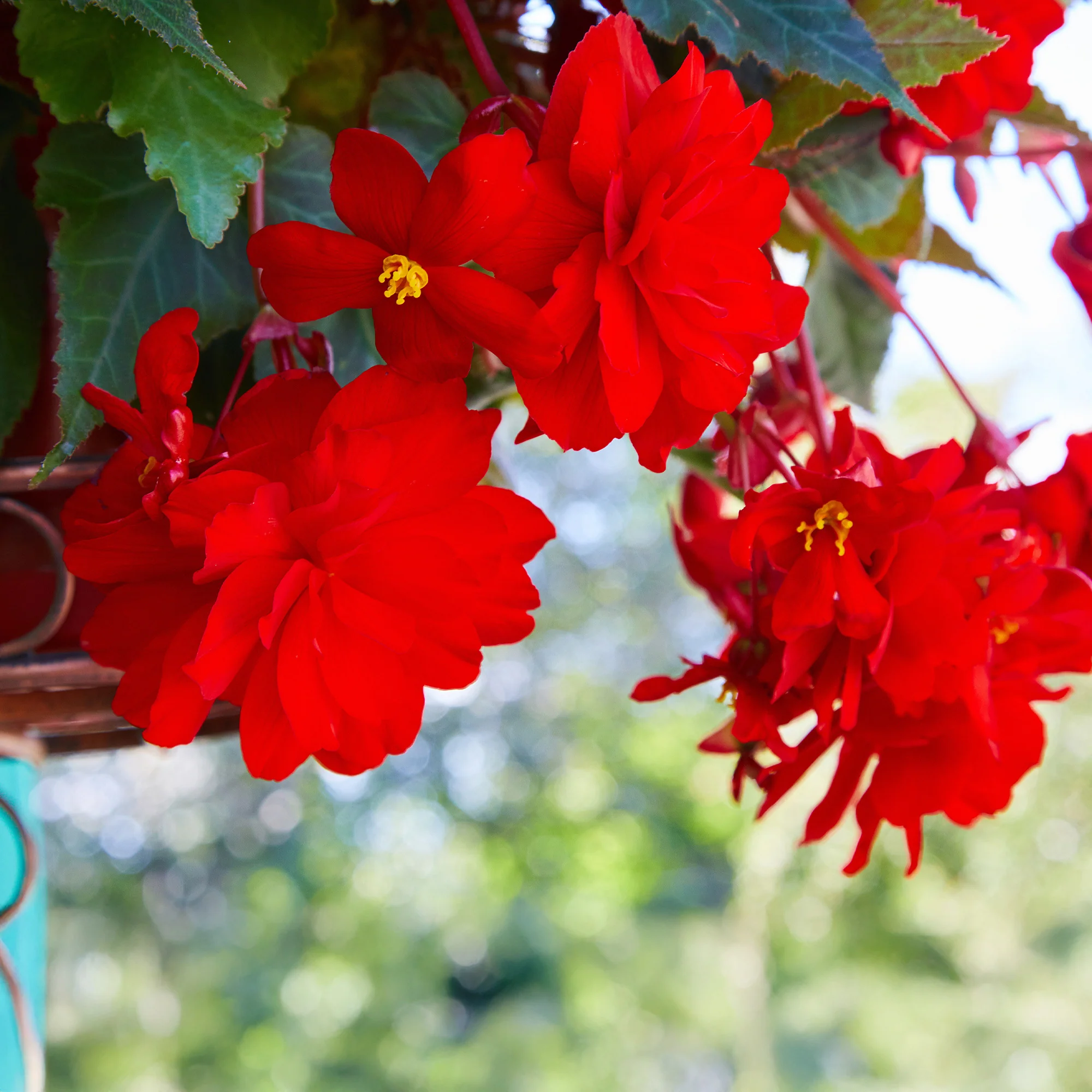 Rode hangbegonia - Image 2