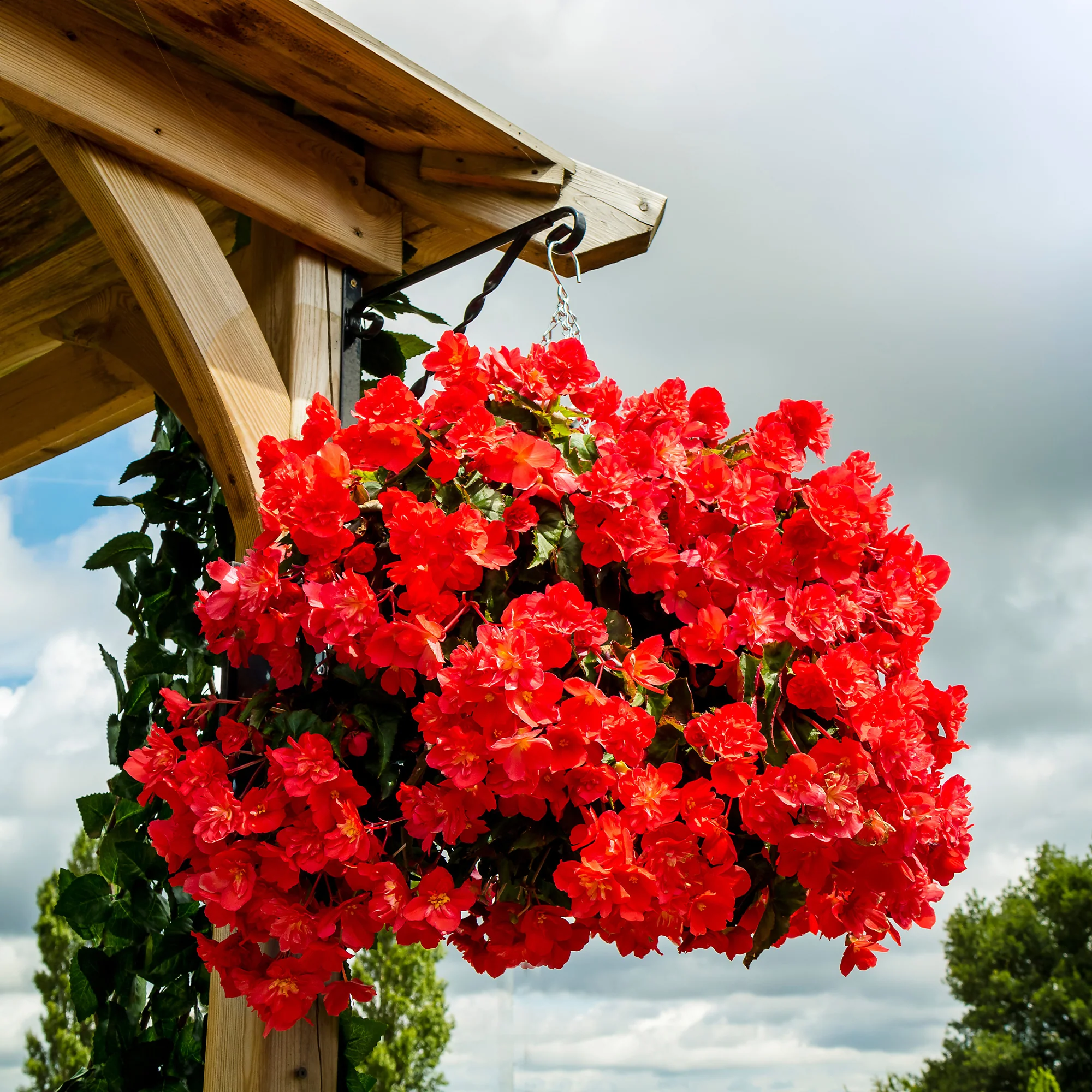 Rode hangbegonia - Image 3