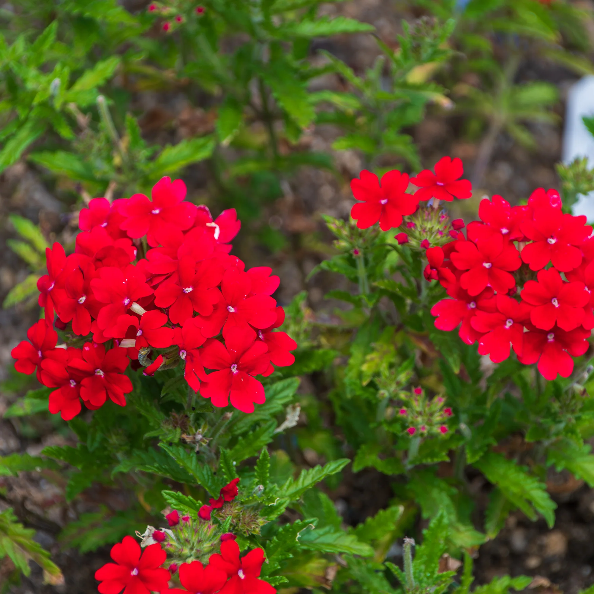 Rode hangende verbena - Ijzerhard - Image 3