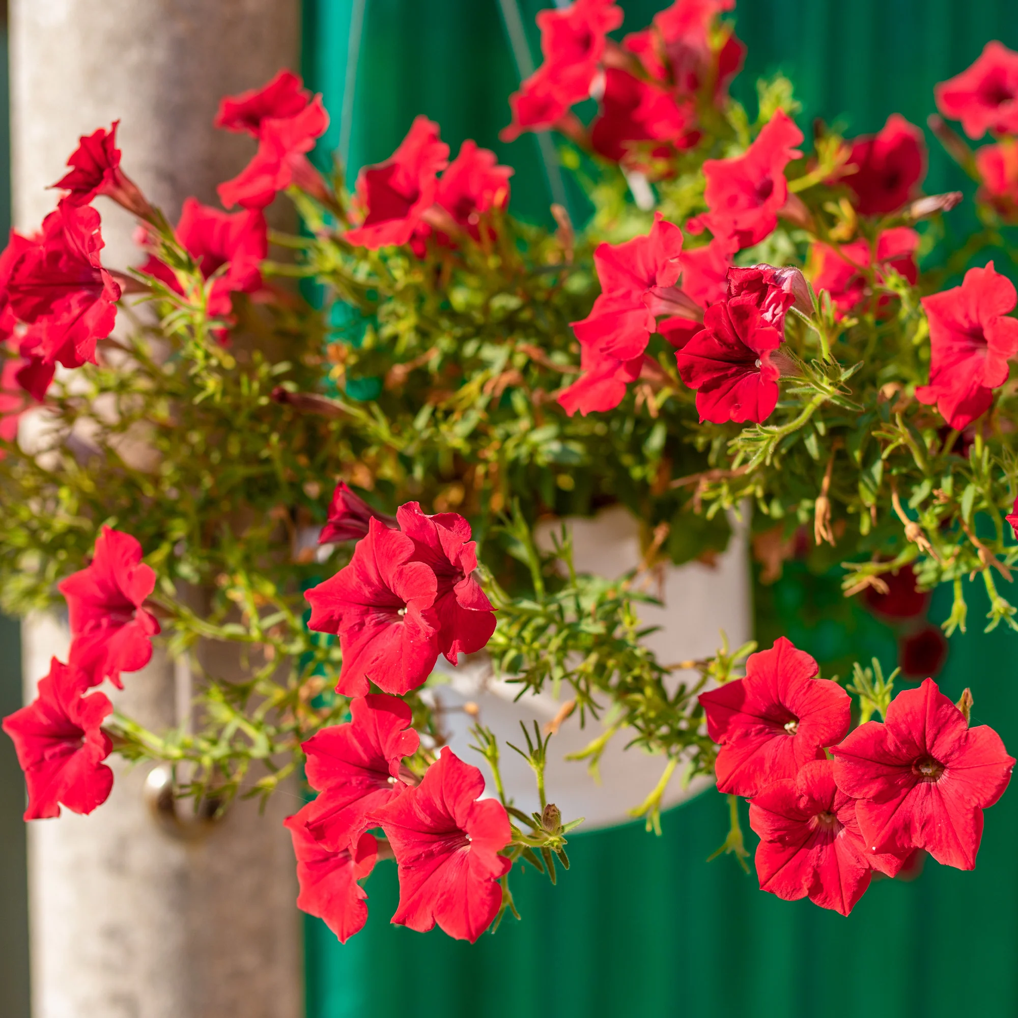 Rode hangpetunia - Image 2