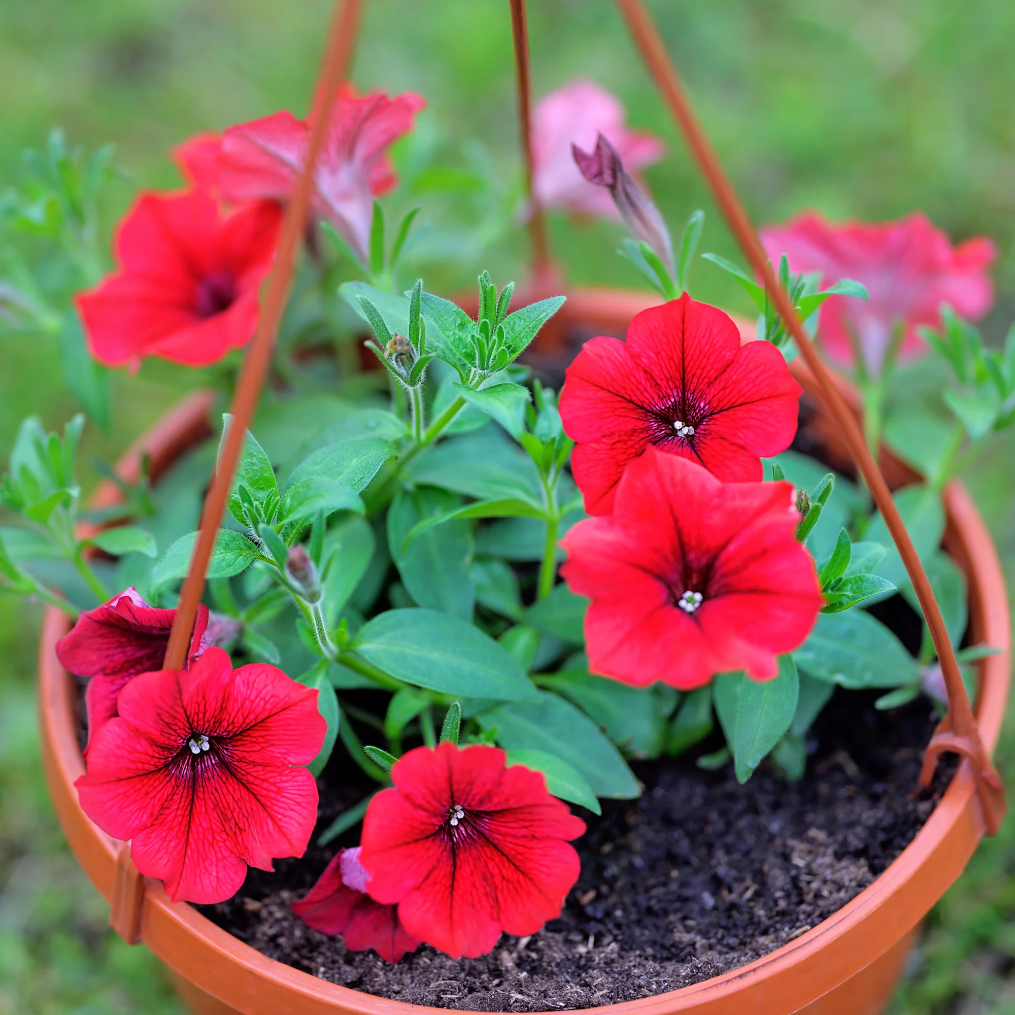 Rode hangpetunia - Image 3