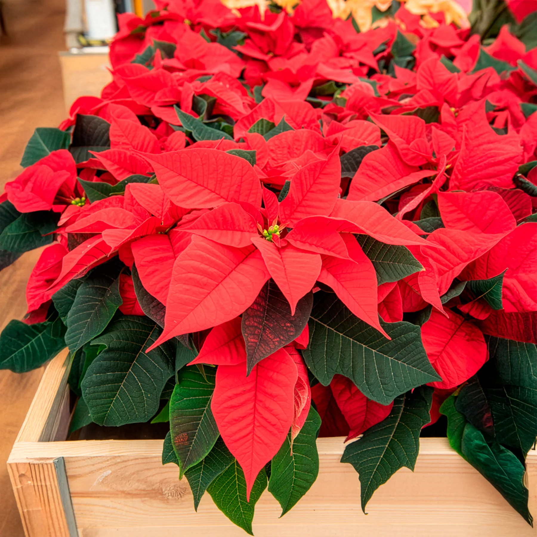 Rode kerstster - Image 5