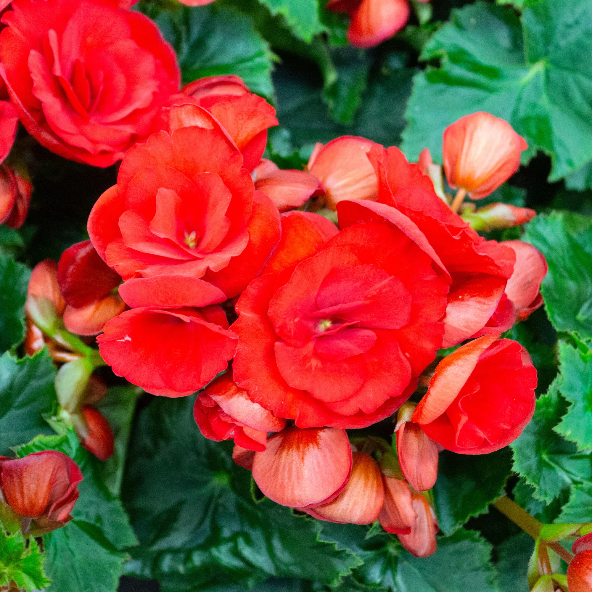 Rode Knolbegonia