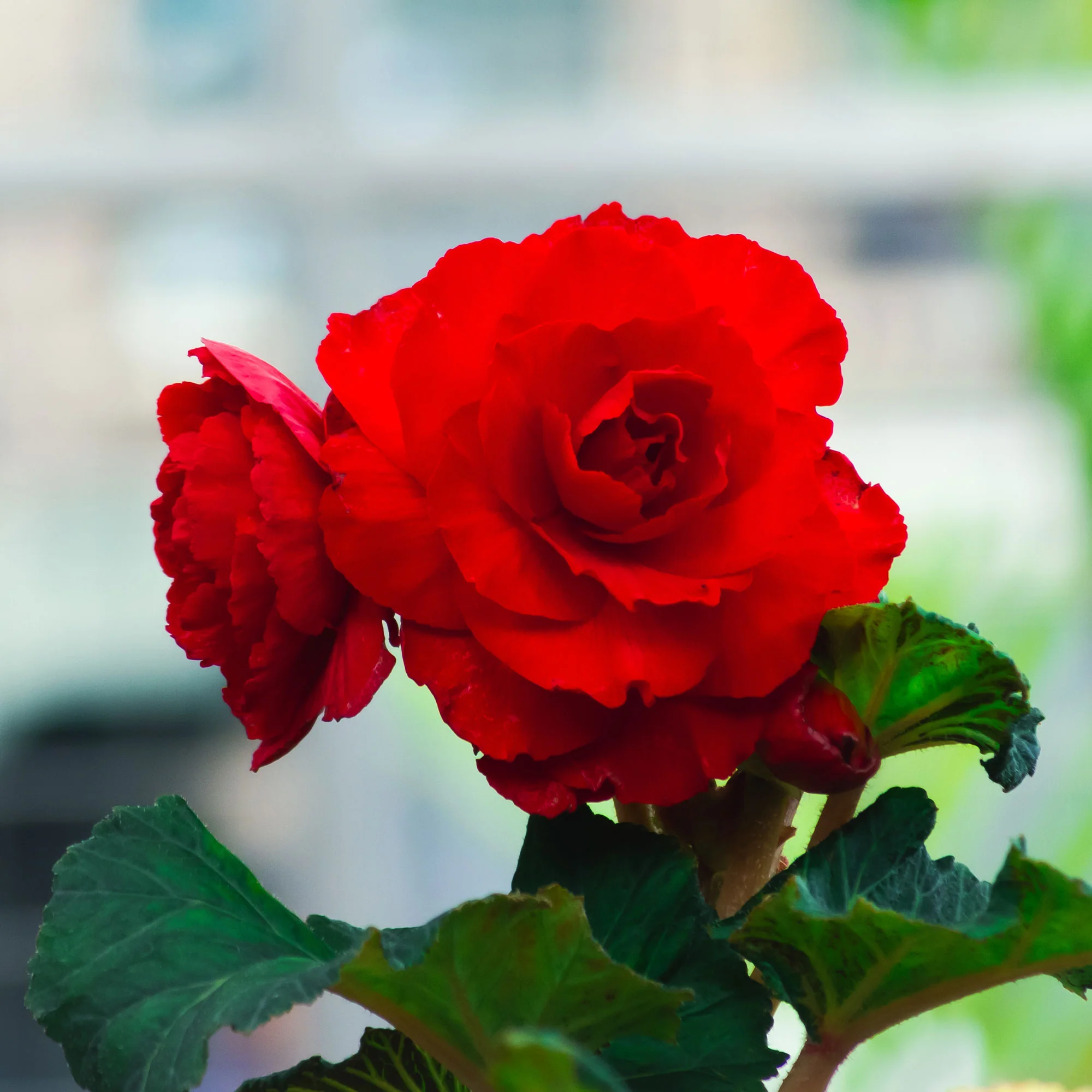Rode Knolbegonia - Image 2