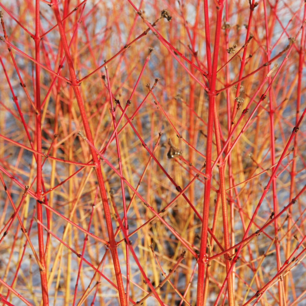 Rode kornoelje 'Midwinter Fire' - Image 2