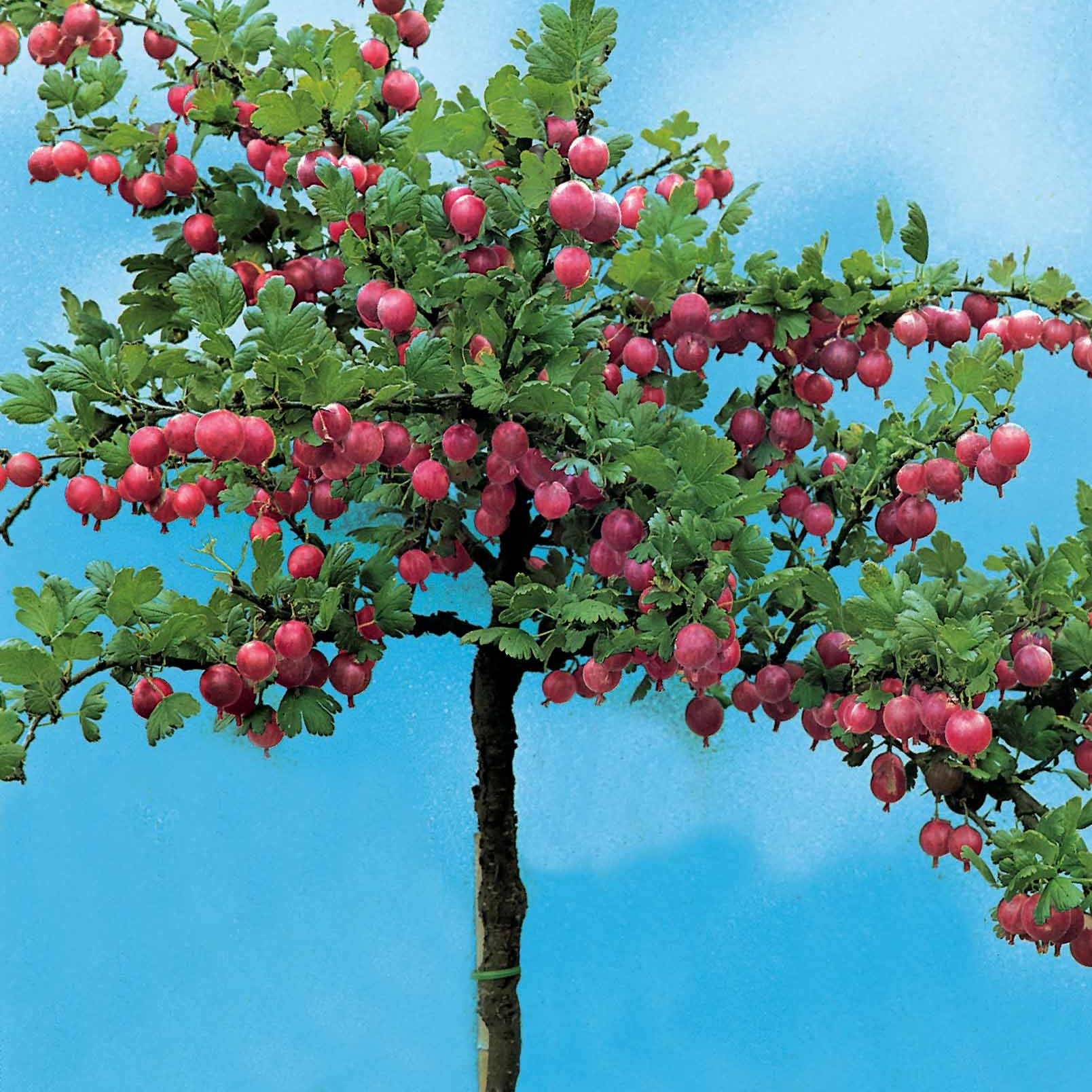 Rode kruisbes op stam - Image 3