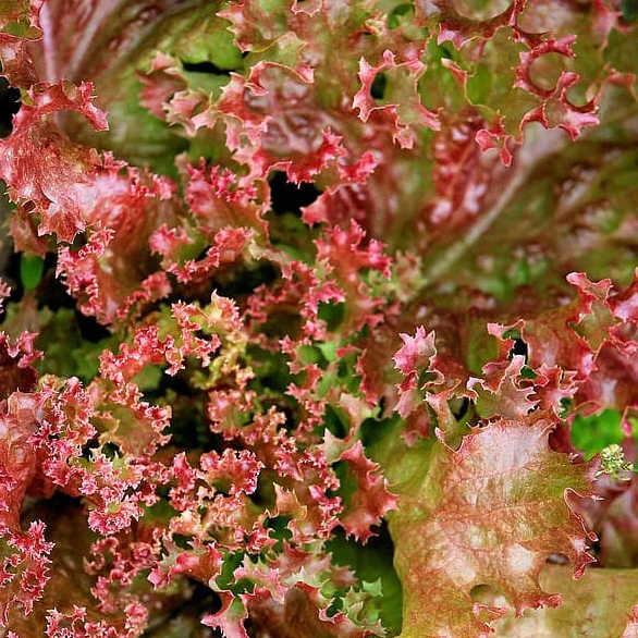 Rode krulsla - BIO - Image 2