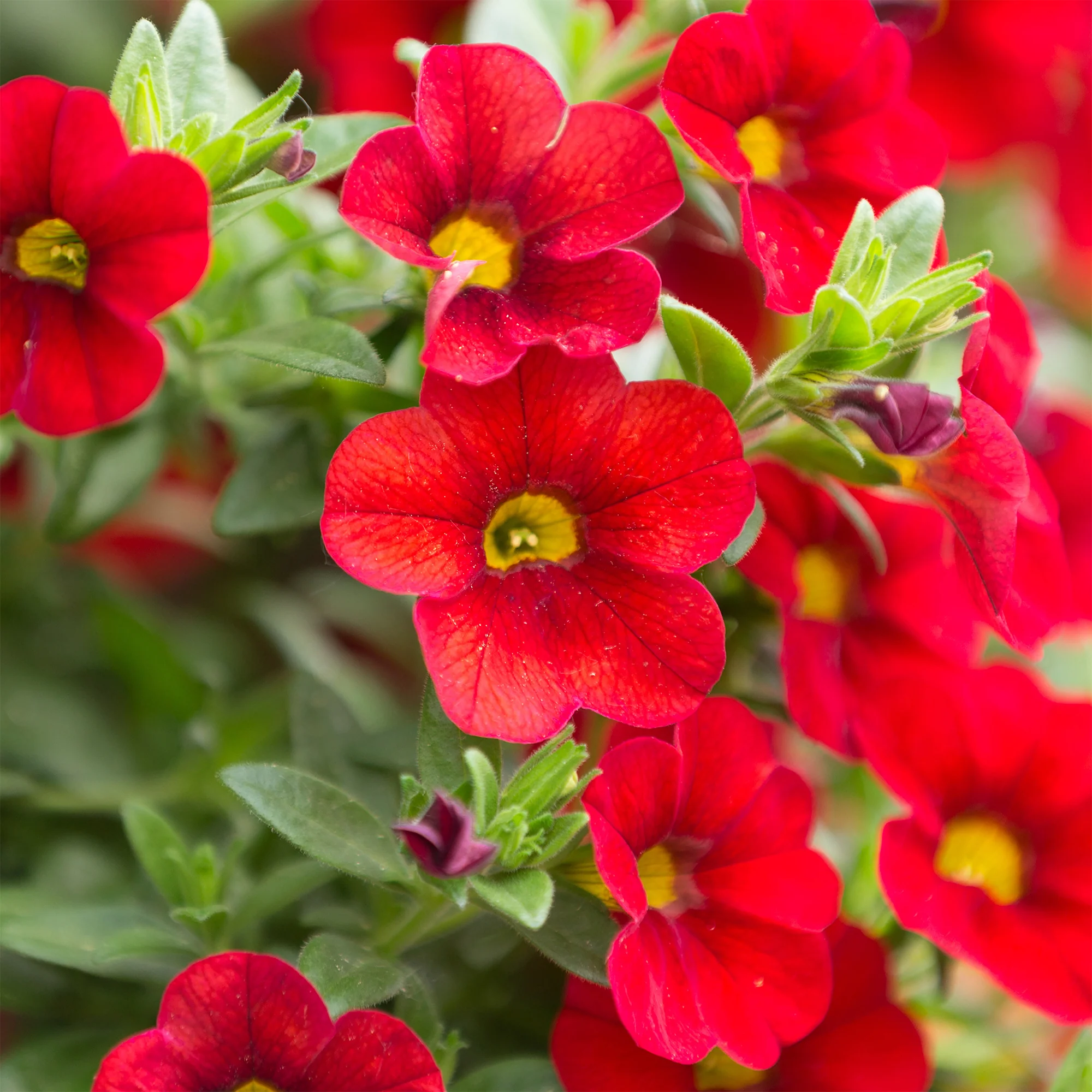 Rode mini-petunia (x3) - Image 2