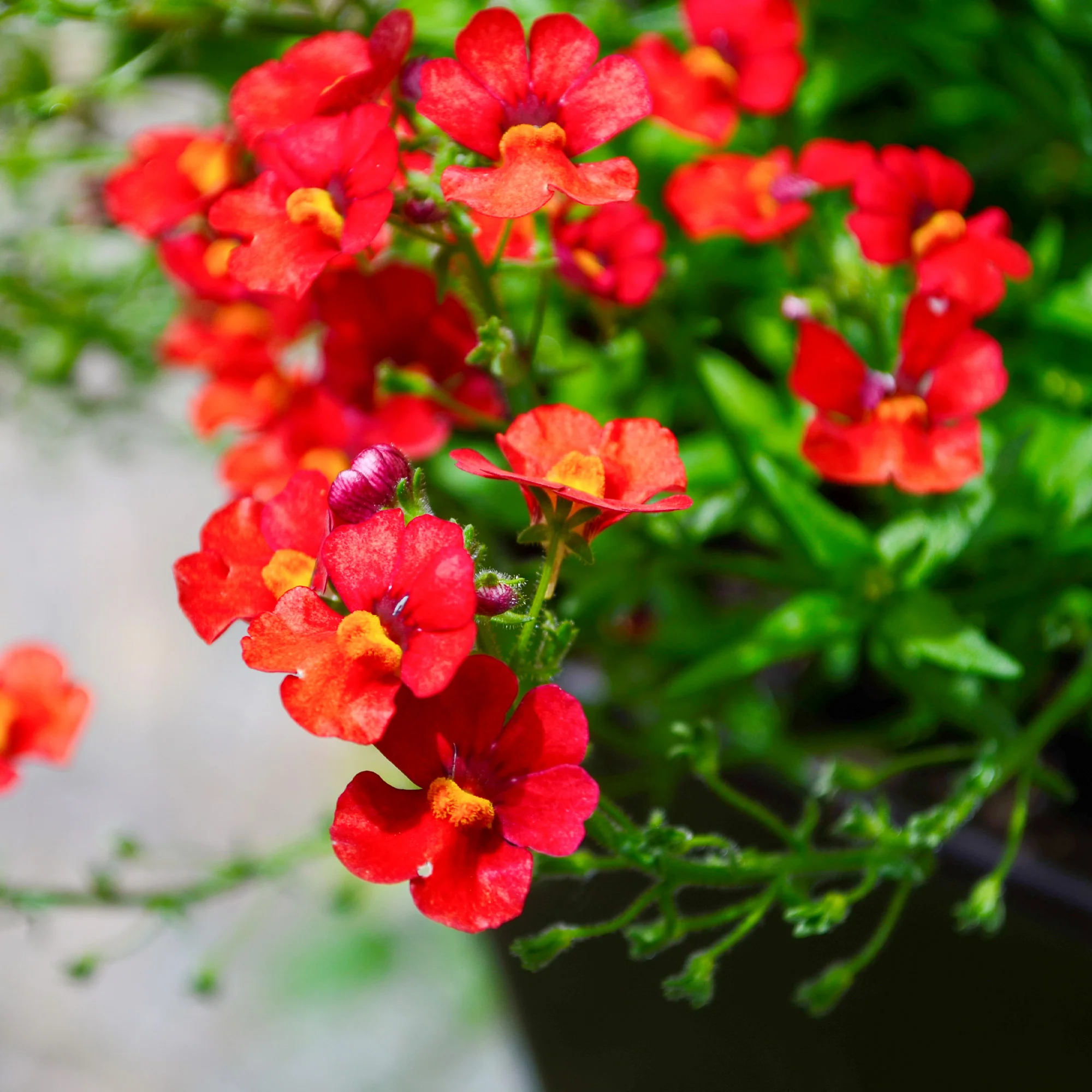 Rode Nemesia