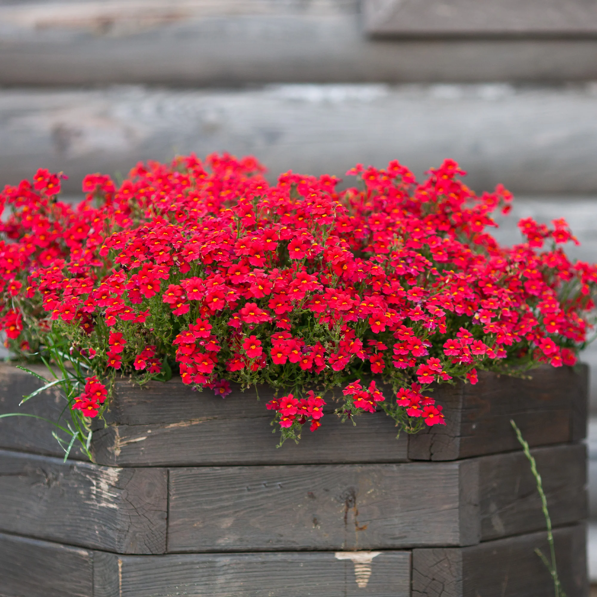 Rode Nemesia - Image 2