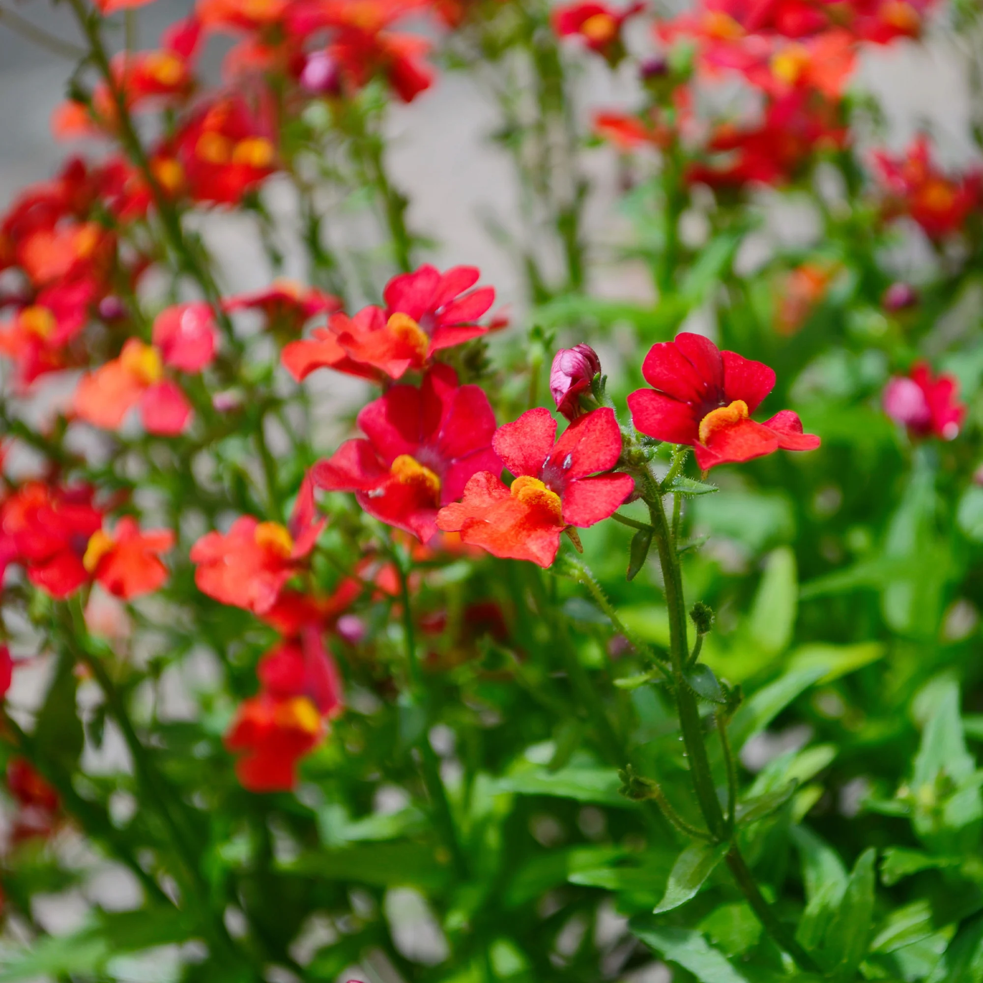 Rode Nemesia - Image 3