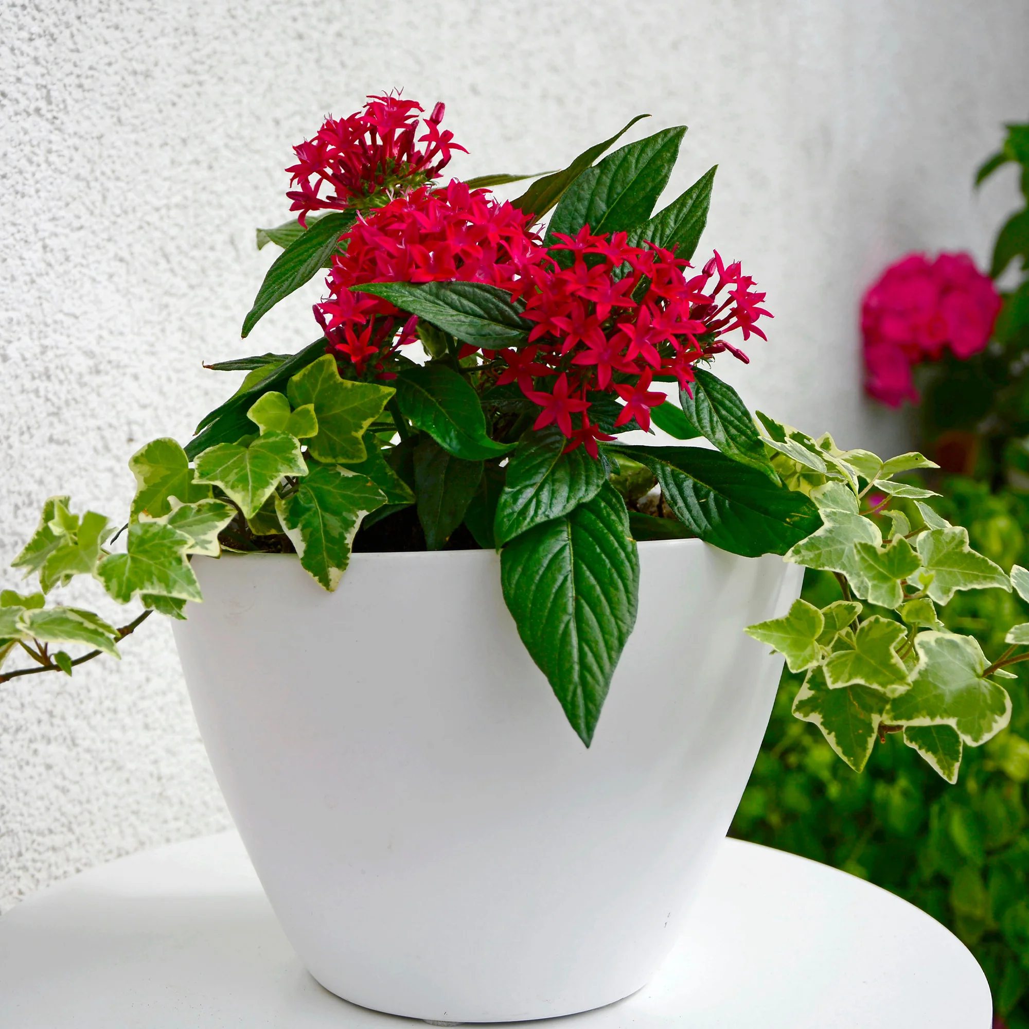Rode Pentas - Egyptische sterbloem