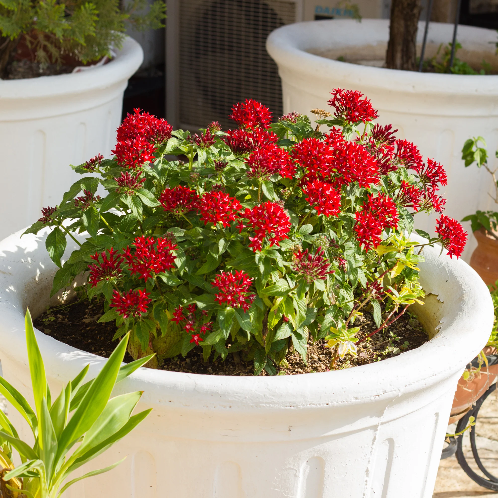 Rode Pentas - Egyptische sterbloem - Image 2