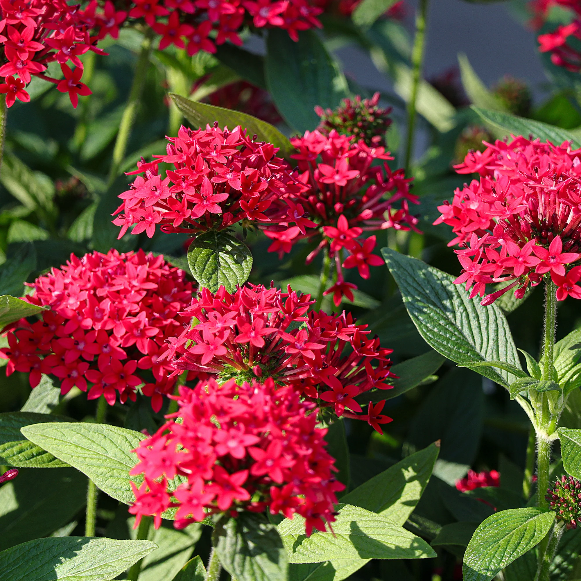Rode Pentas - Egyptische sterbloem - Image 3