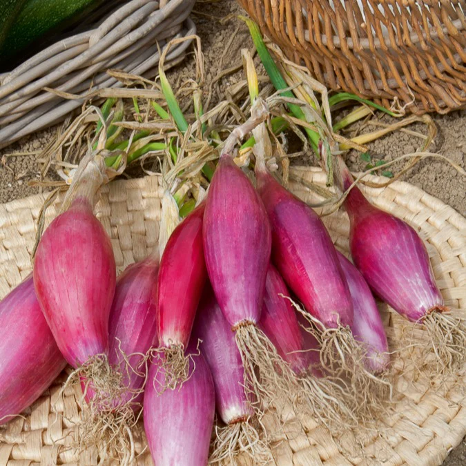 Miniatuur 2