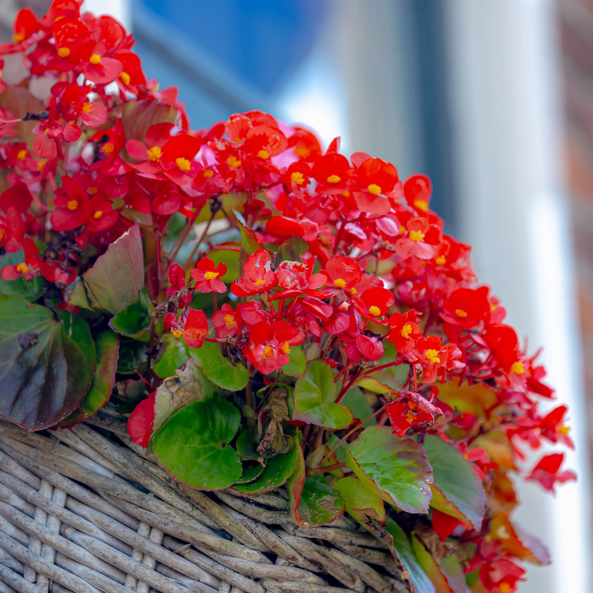Rode waterbegonia