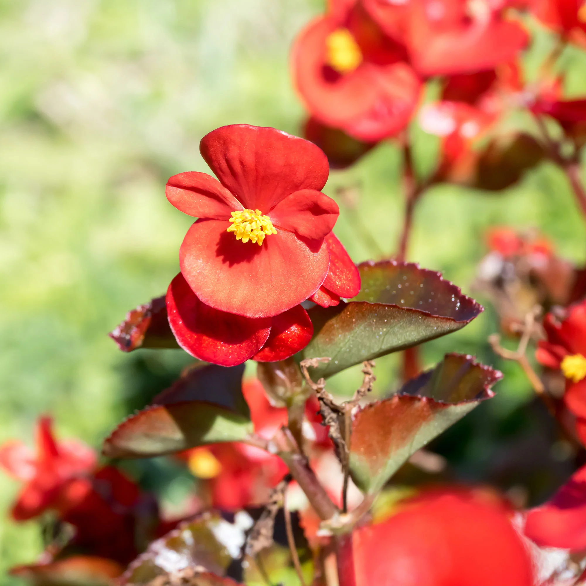 Rode waterbegonia - Image 2