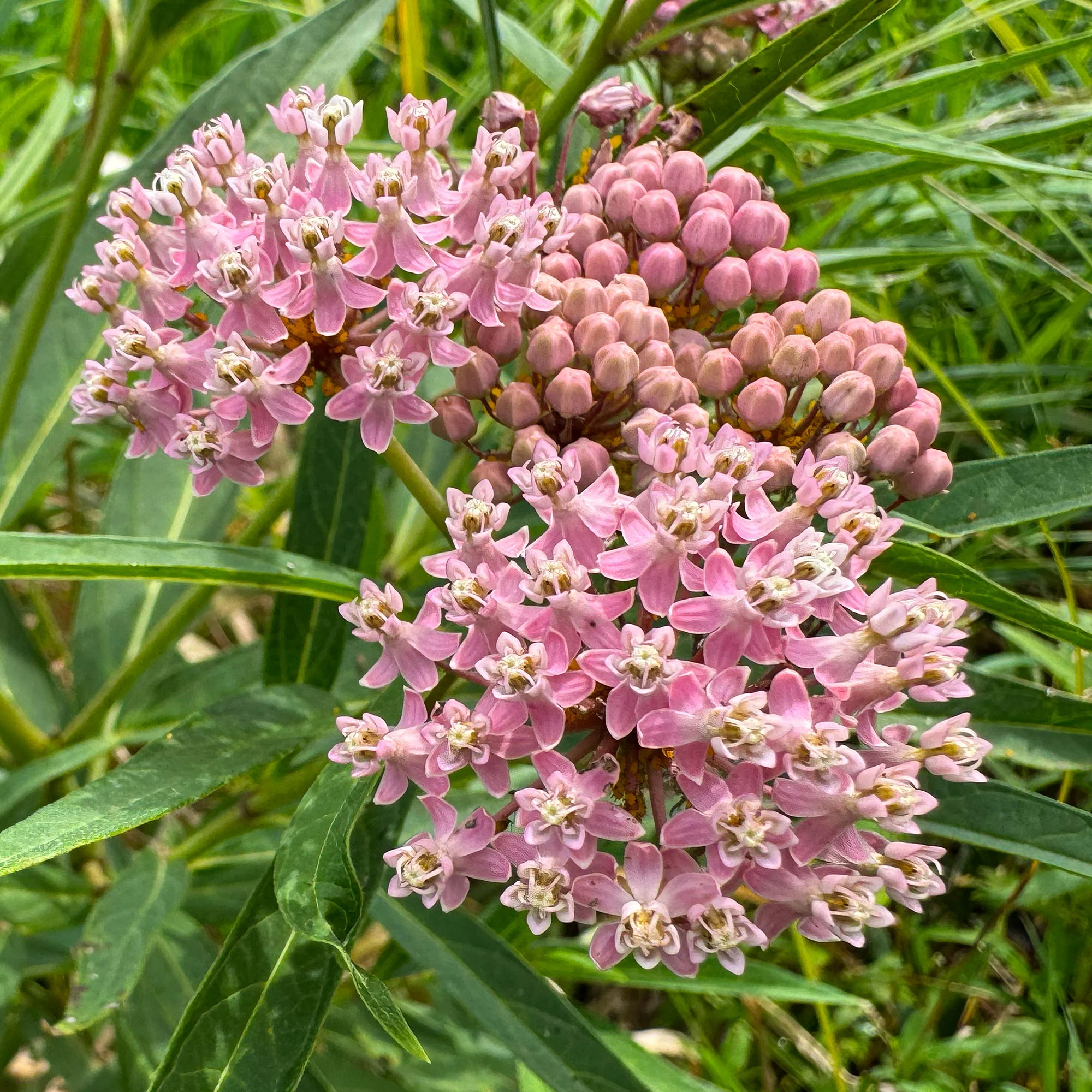 Rode zijdeplant (x3) - Image 2