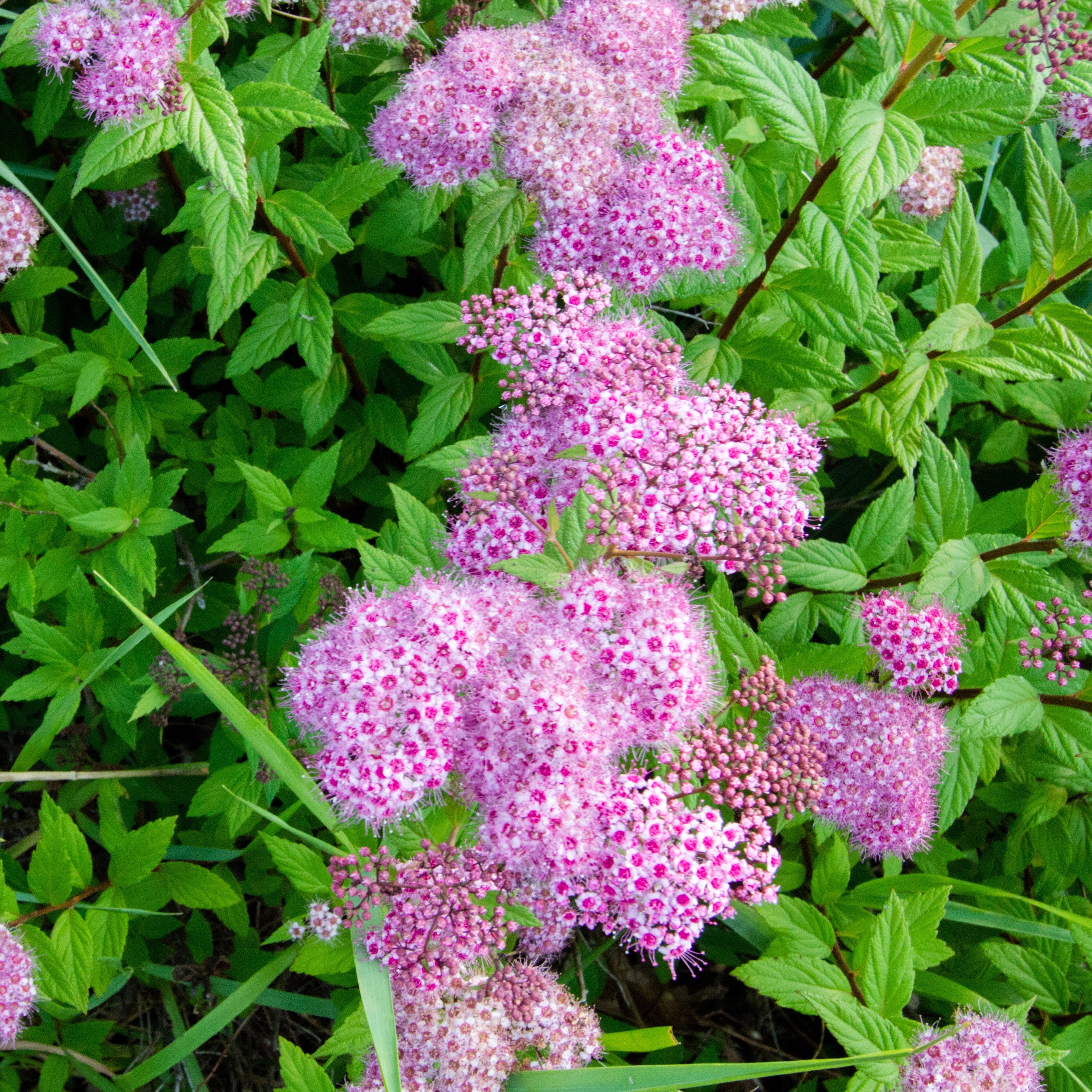 Rode zijdeplant (x3) - Image 3