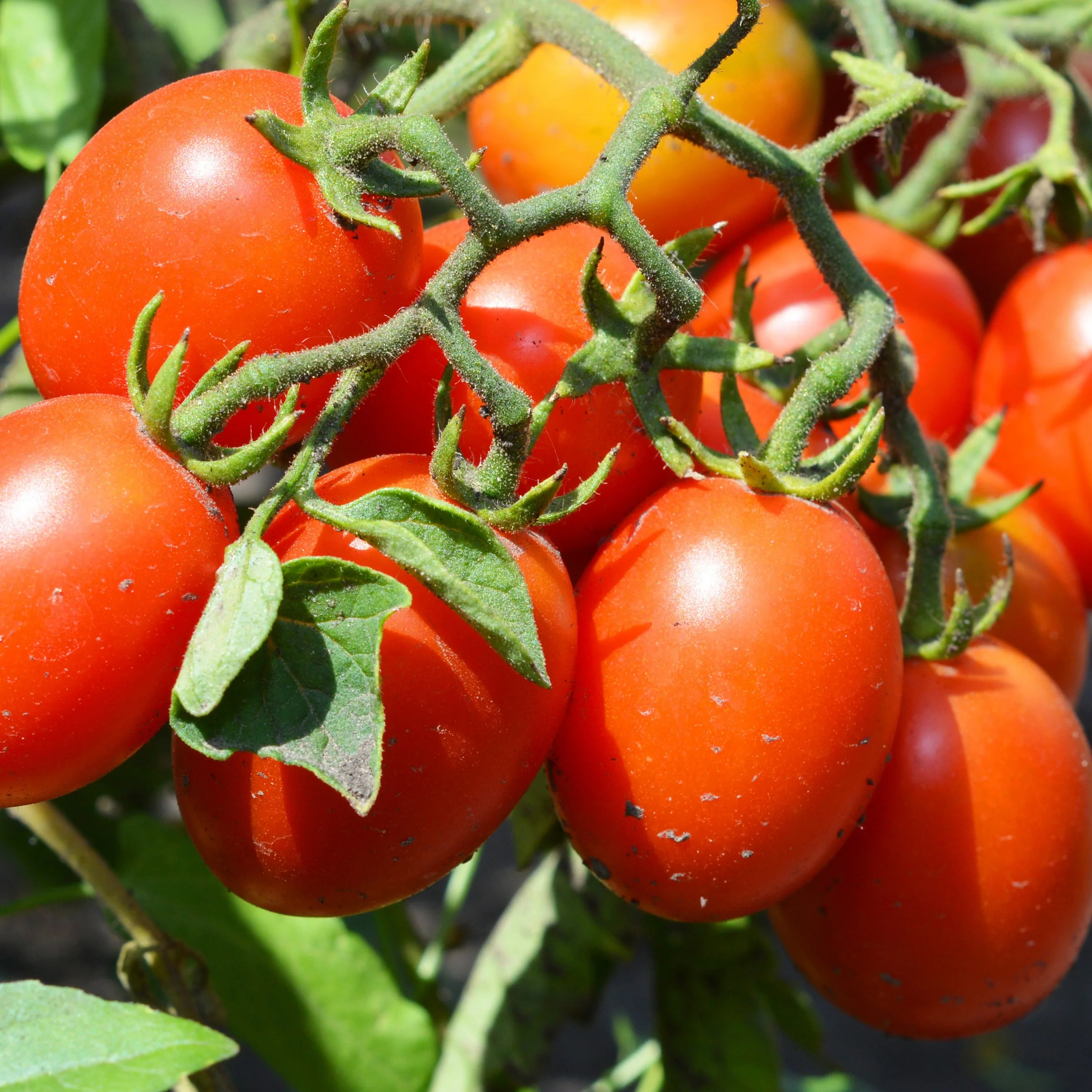 Roma tomaat 'Olivette Roma'